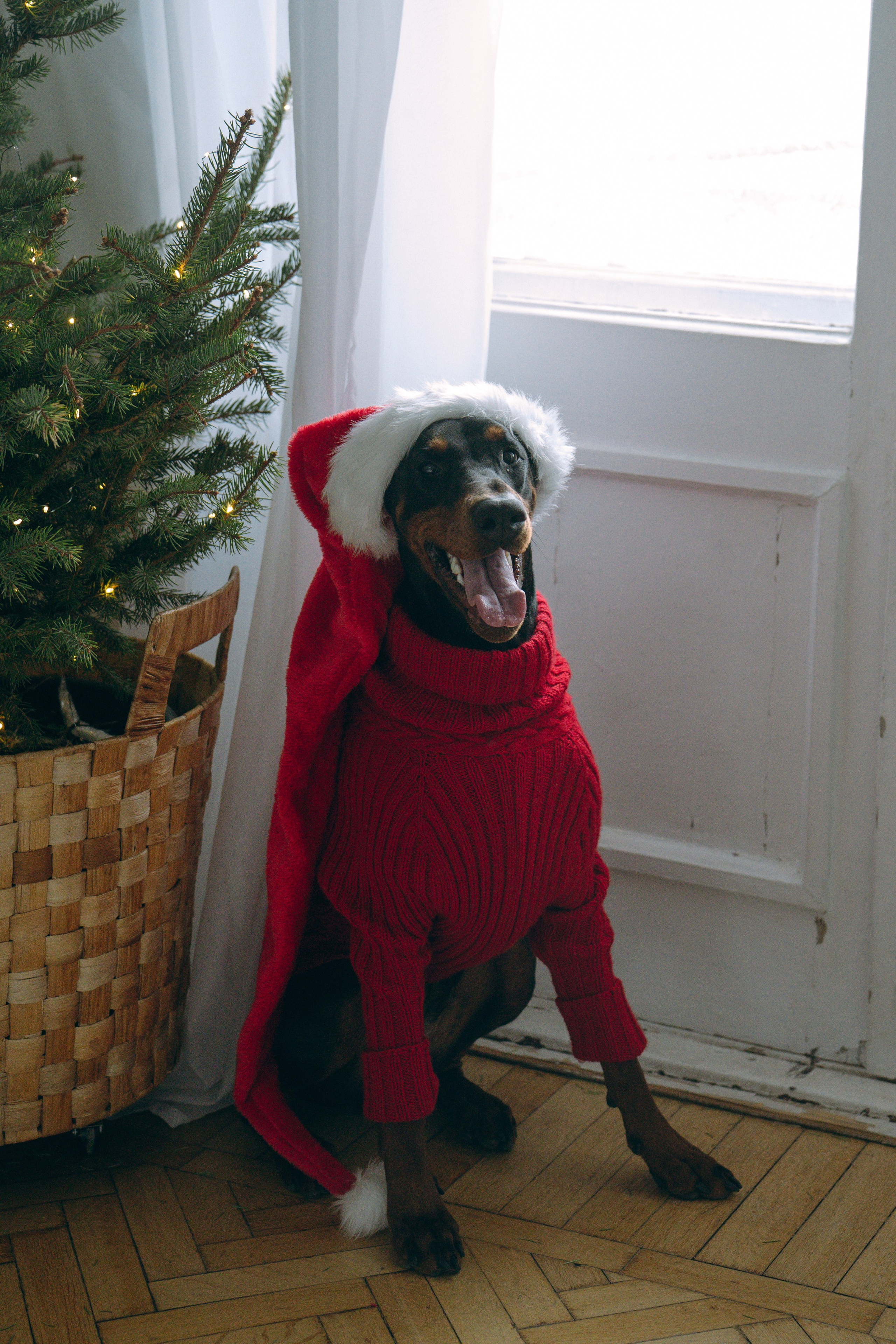 Саша и Асти. Фотограф анималист в Москве и Санкт-Петербурге Свиридова Анна