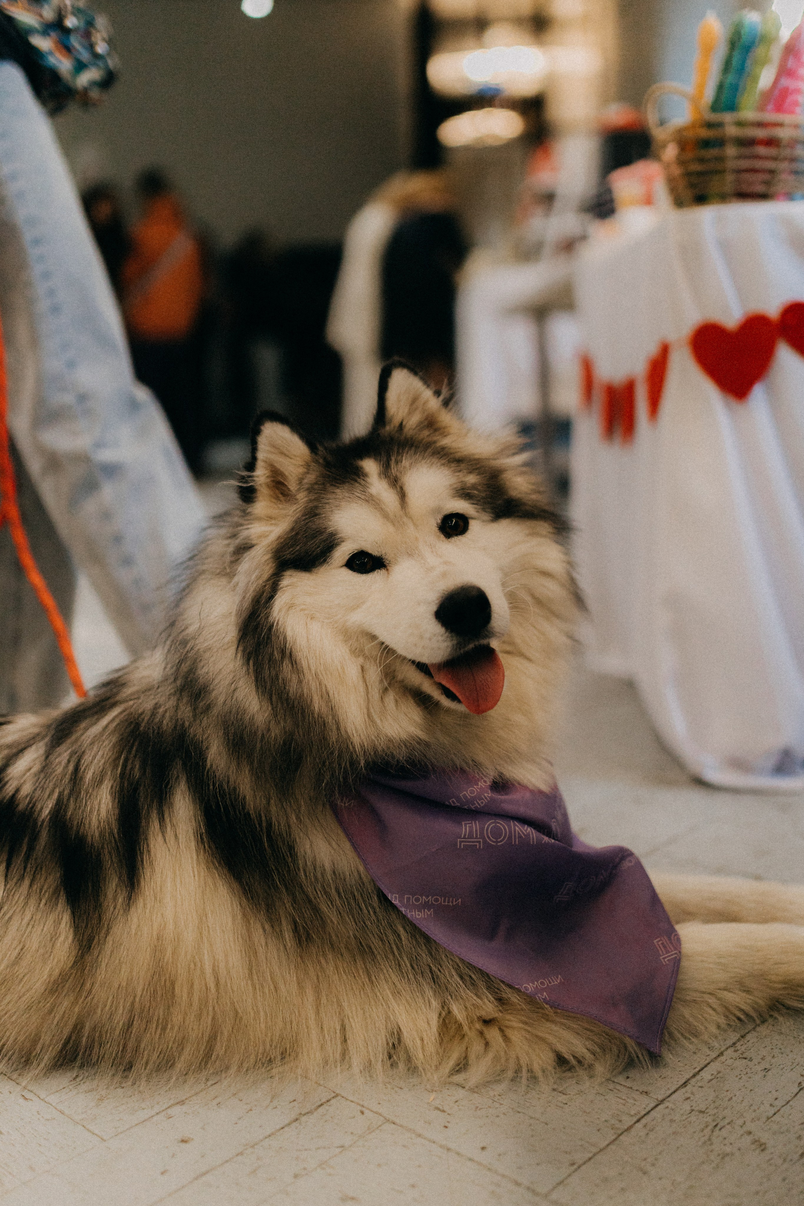 Маркет КИТЧ. Фотограф НОГИНСК, Москва, Анастасия Белая