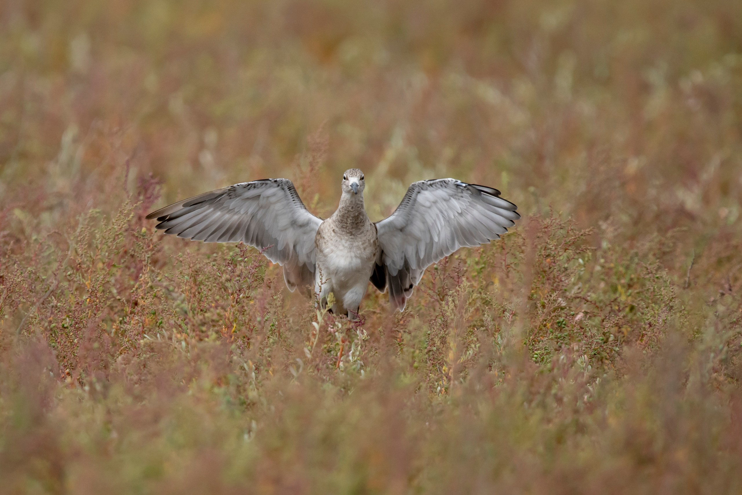 Природа Дагестана, сентябрь 2024. Foto-Zuev фотография как искусство