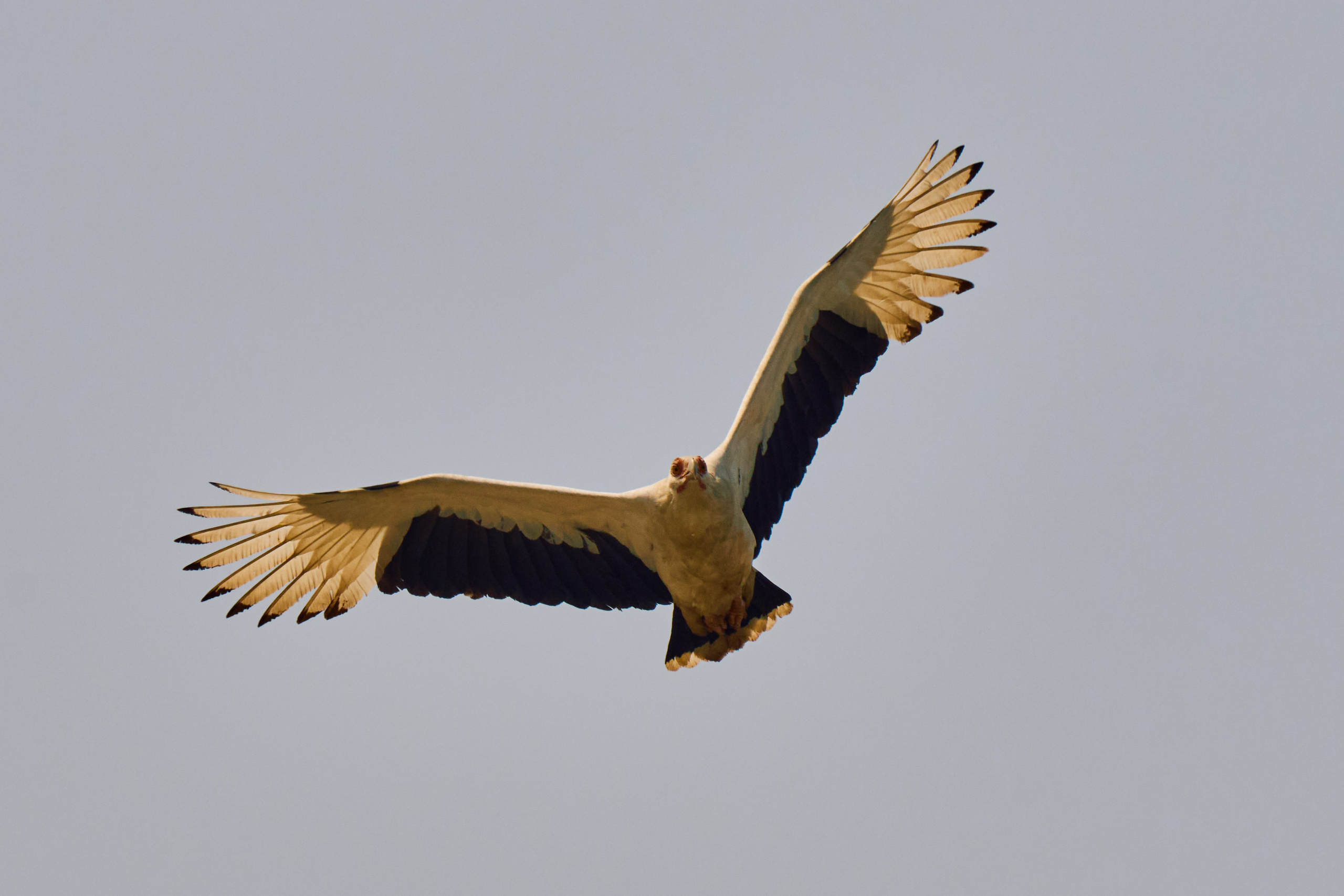 Archipelago Bissagos. See the moment and catche. commercial and reportage