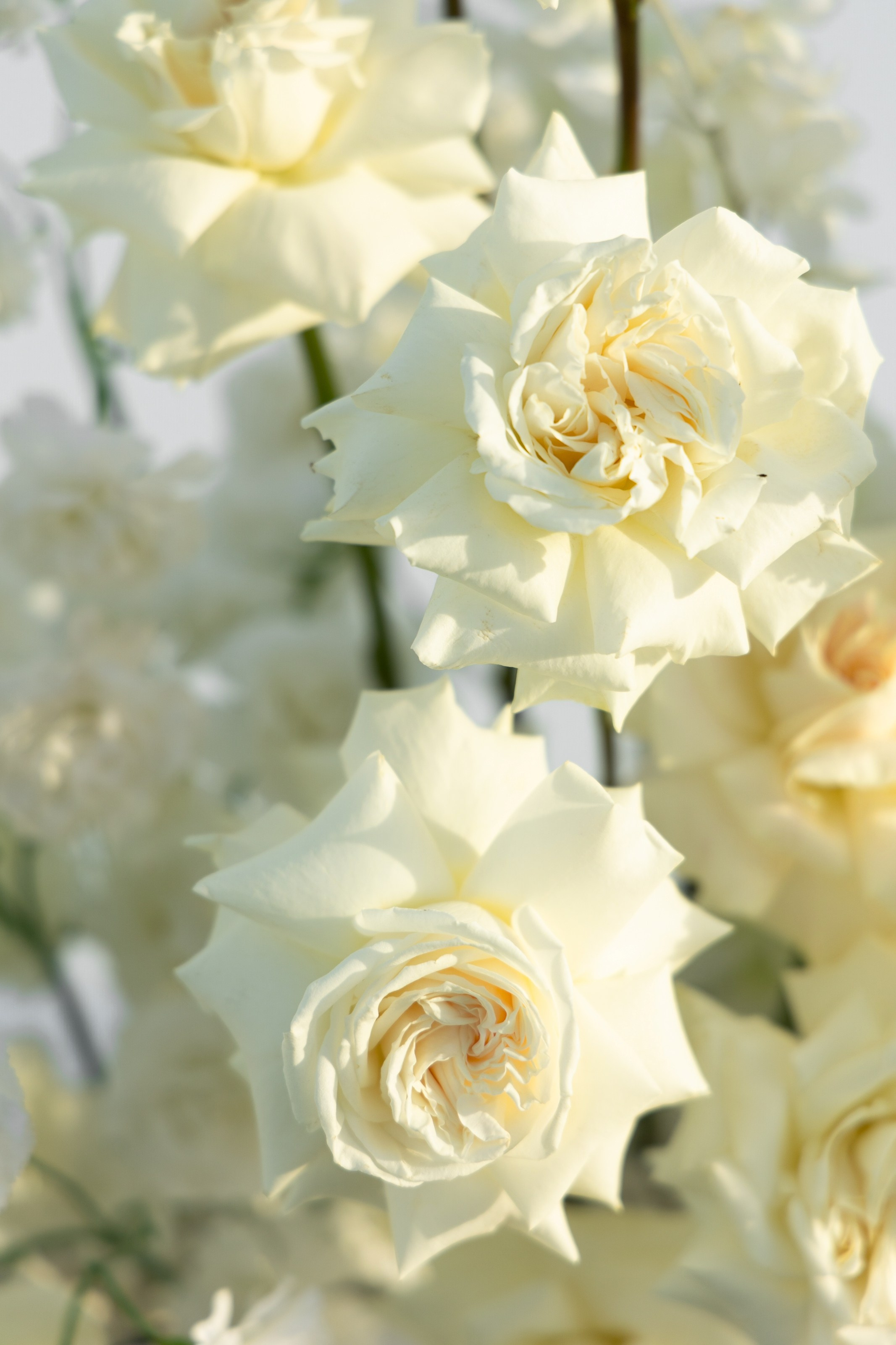 Михаил и Виктория. Свадебный фотограф в Ростове — на — Дону Александра Пивоварова