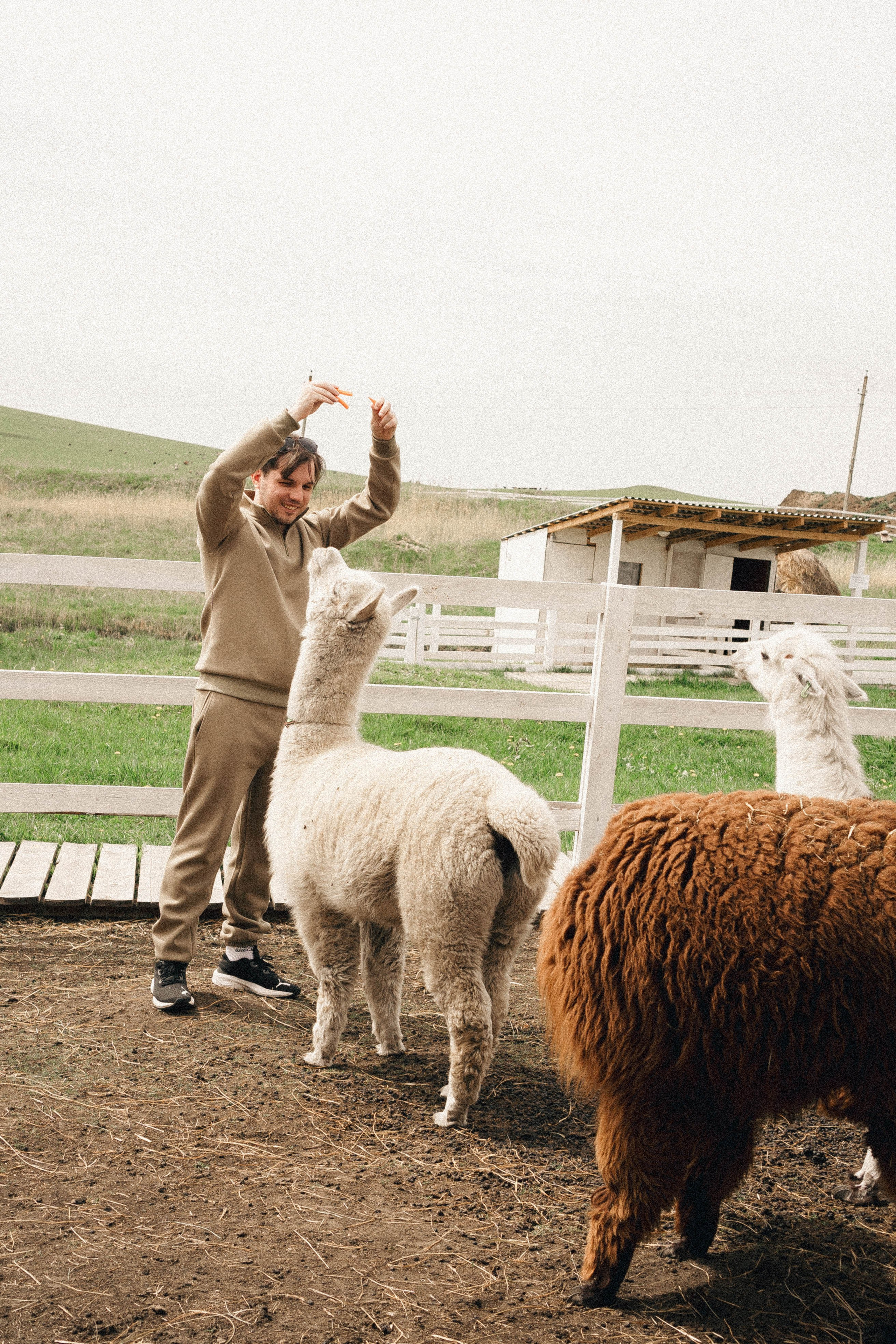 Ферма Альпак. Профессиональный фотограф, Санкт-Петербург — Виктория Богомолова