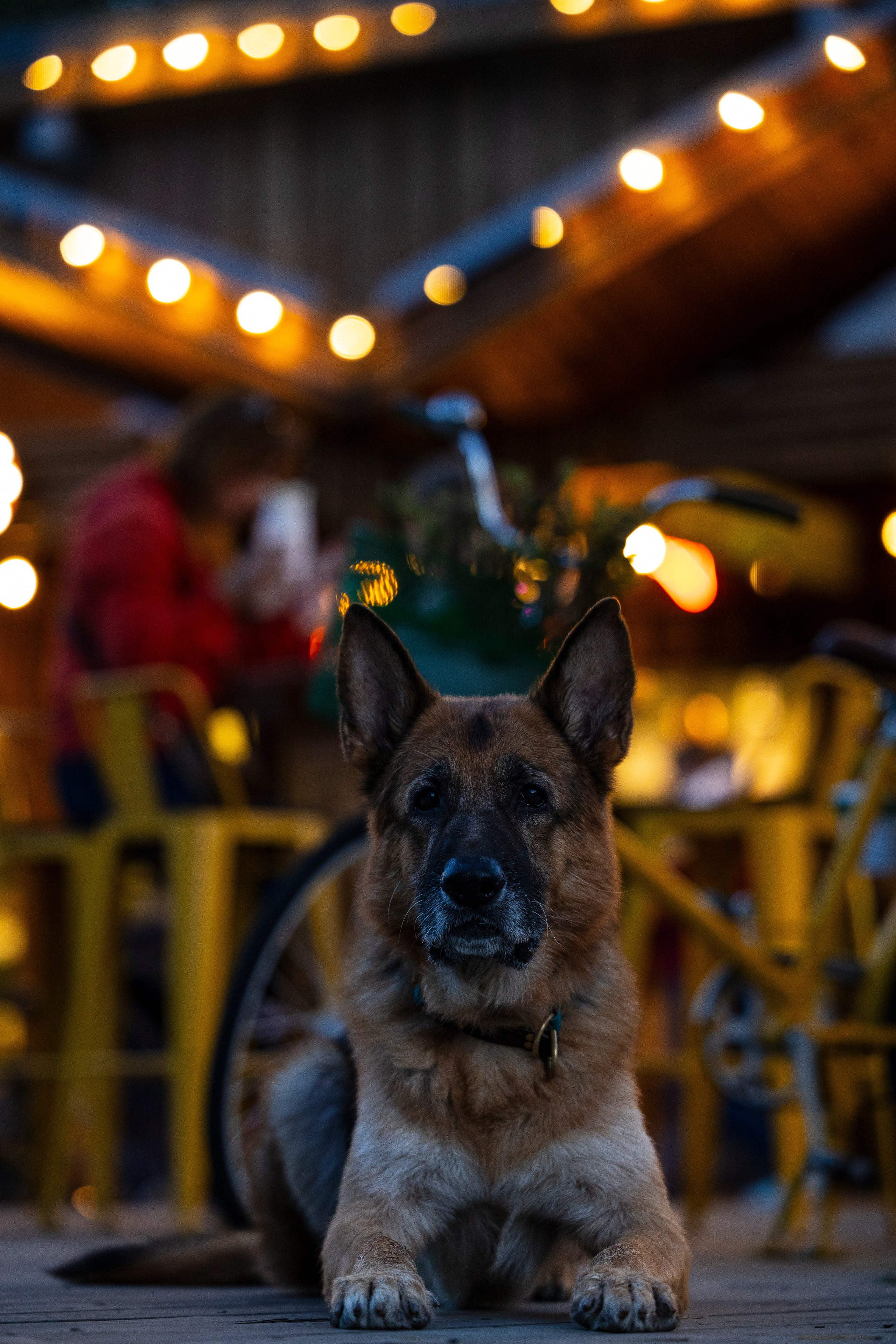 Гаруда и Рейн. Фотограф-анималист Анна Маринич