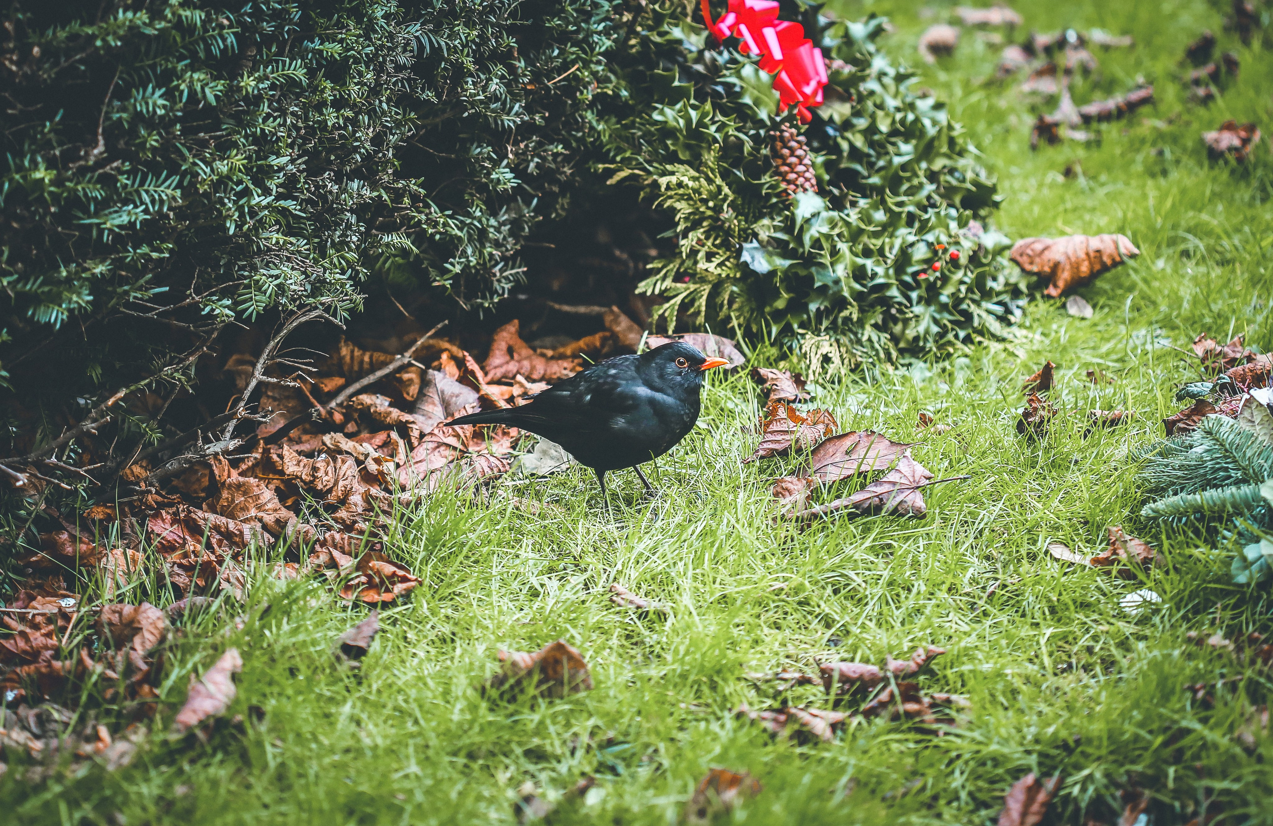 Англия: Гринвич, Хэмптон-Корт, Оксфорд, Виндзор, Стратфорд. Дарья Письменюк / Darya Leitstern — фотограф, музыкант, журналист, путешественник