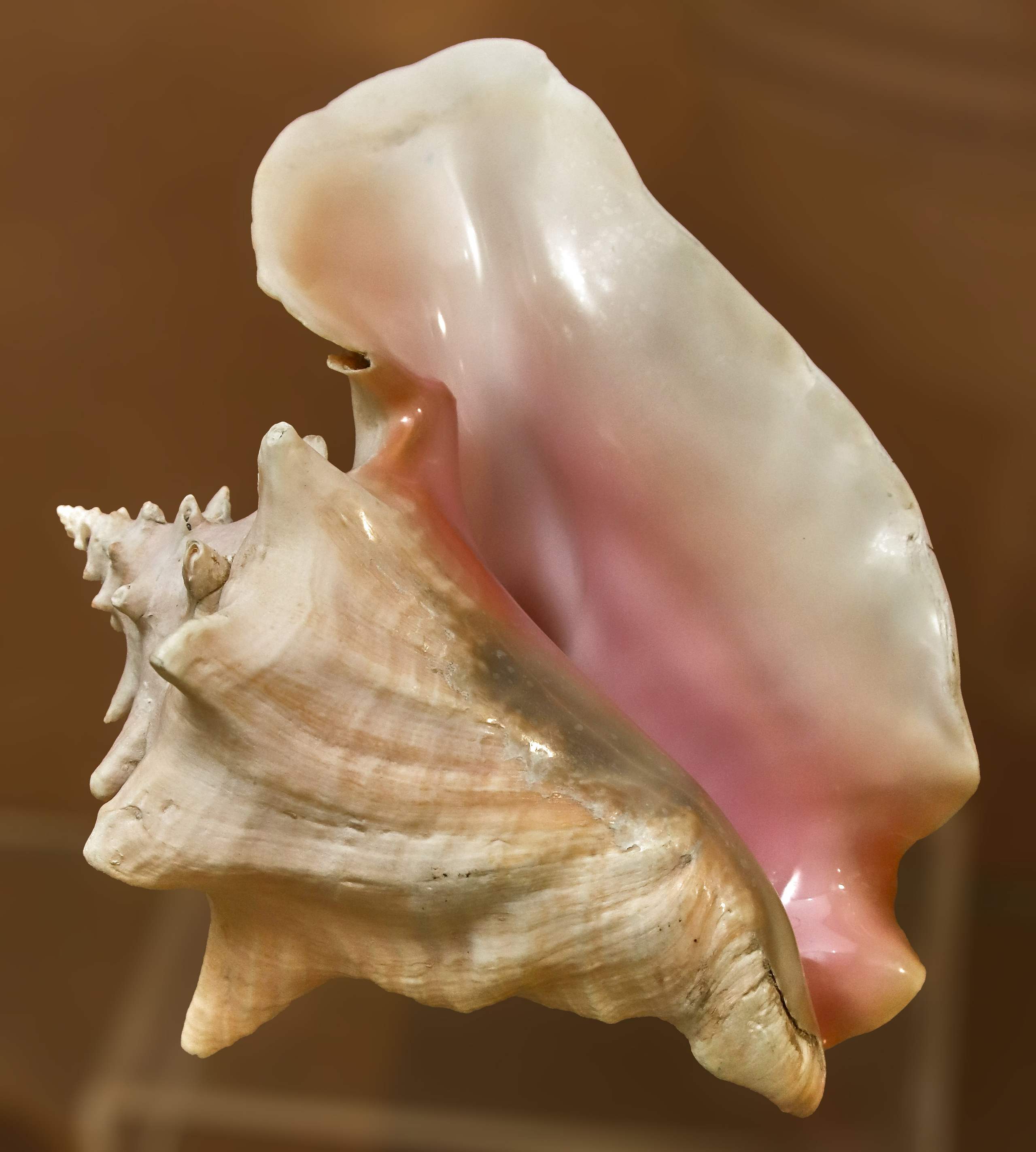 Морской калейдоскоп. Фотограф Юлия Маринина