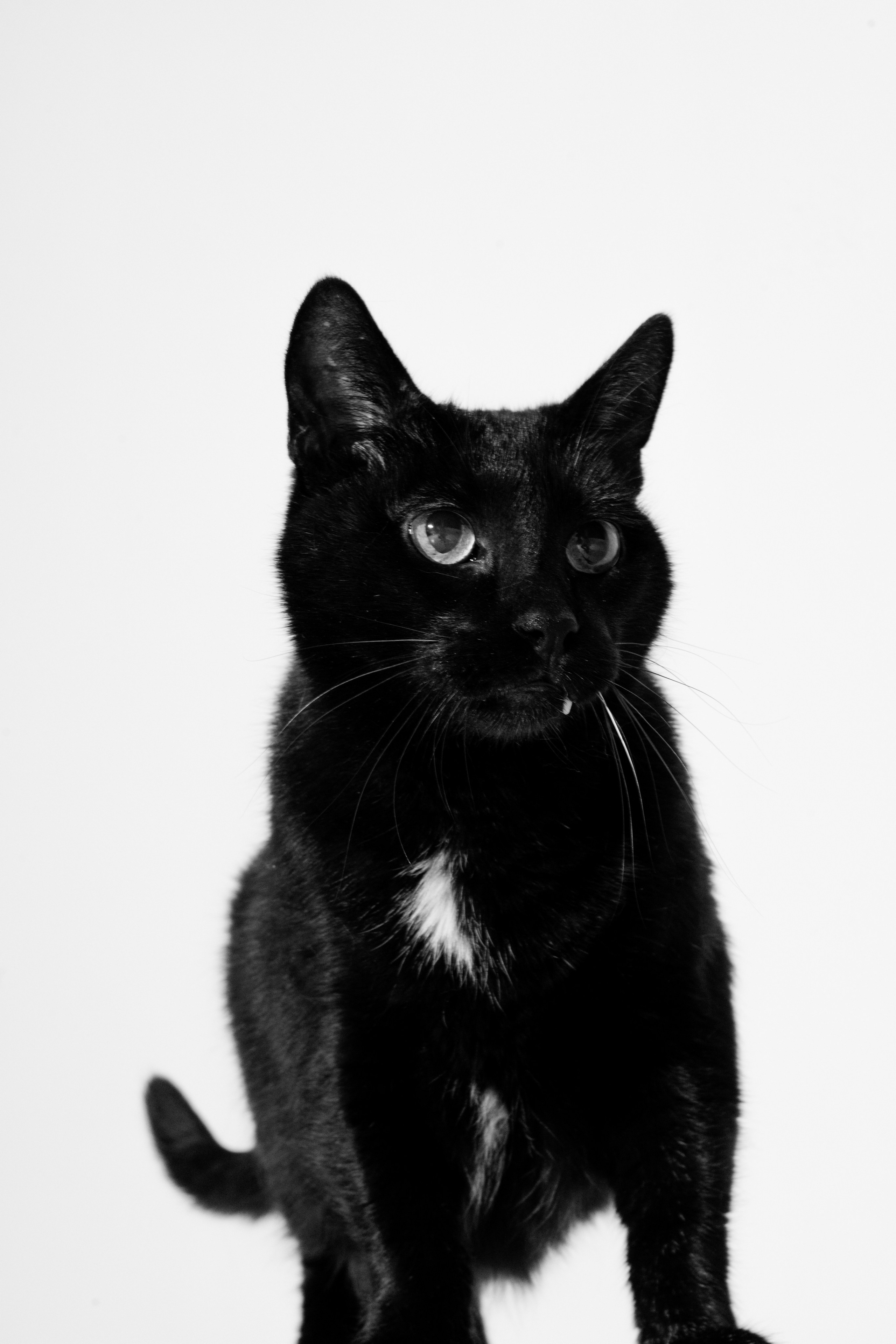 Уголек и Давид. Свадебный фотограф Уфа, Руслан Бикташев