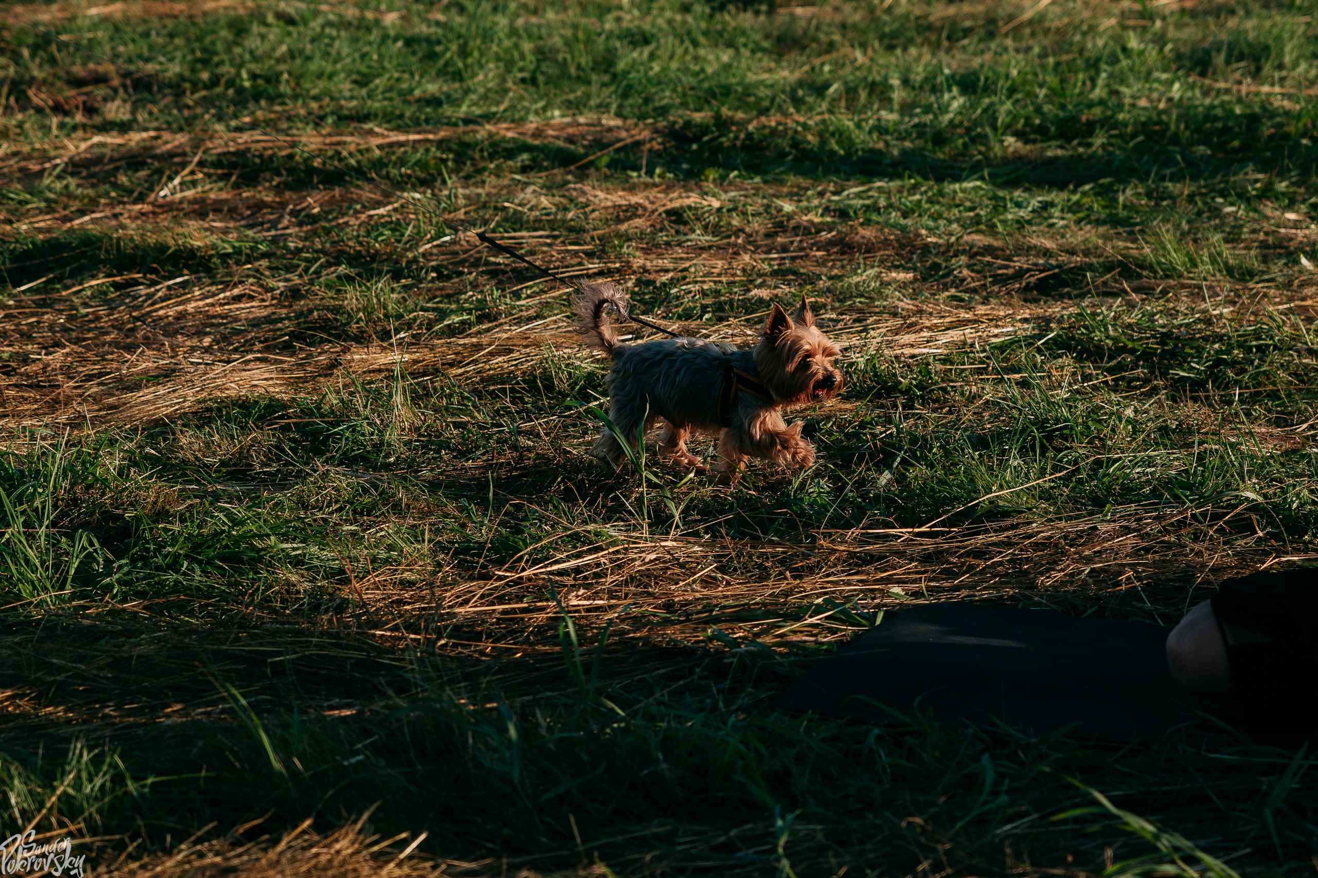 Самокат. Свадебный и репортажный фотограф в Чебоксарах Покровский Александр