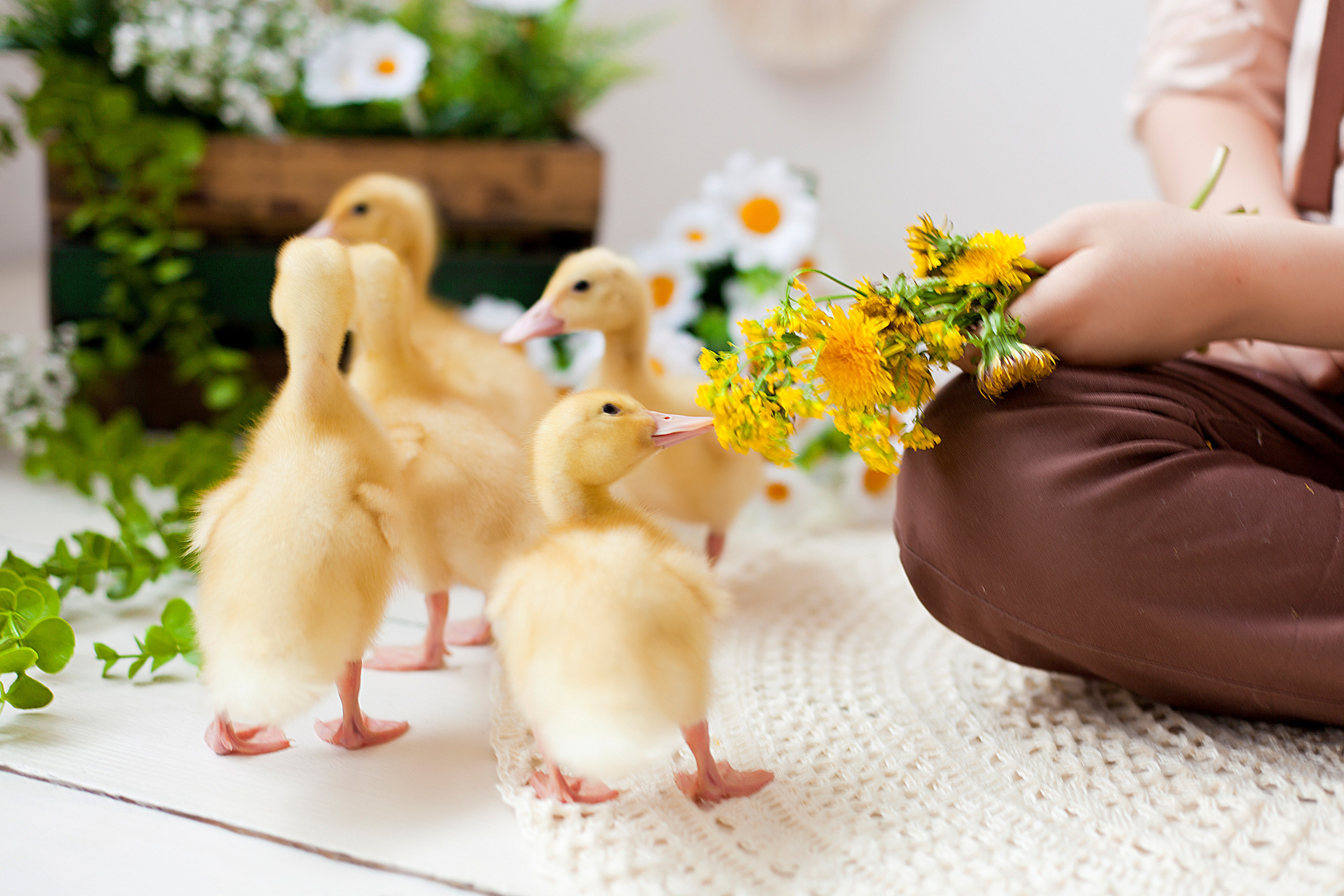 Детская фотосессия детей до 7 лет. Фотограф новорожденных и детей до года в Новосибирске Ka