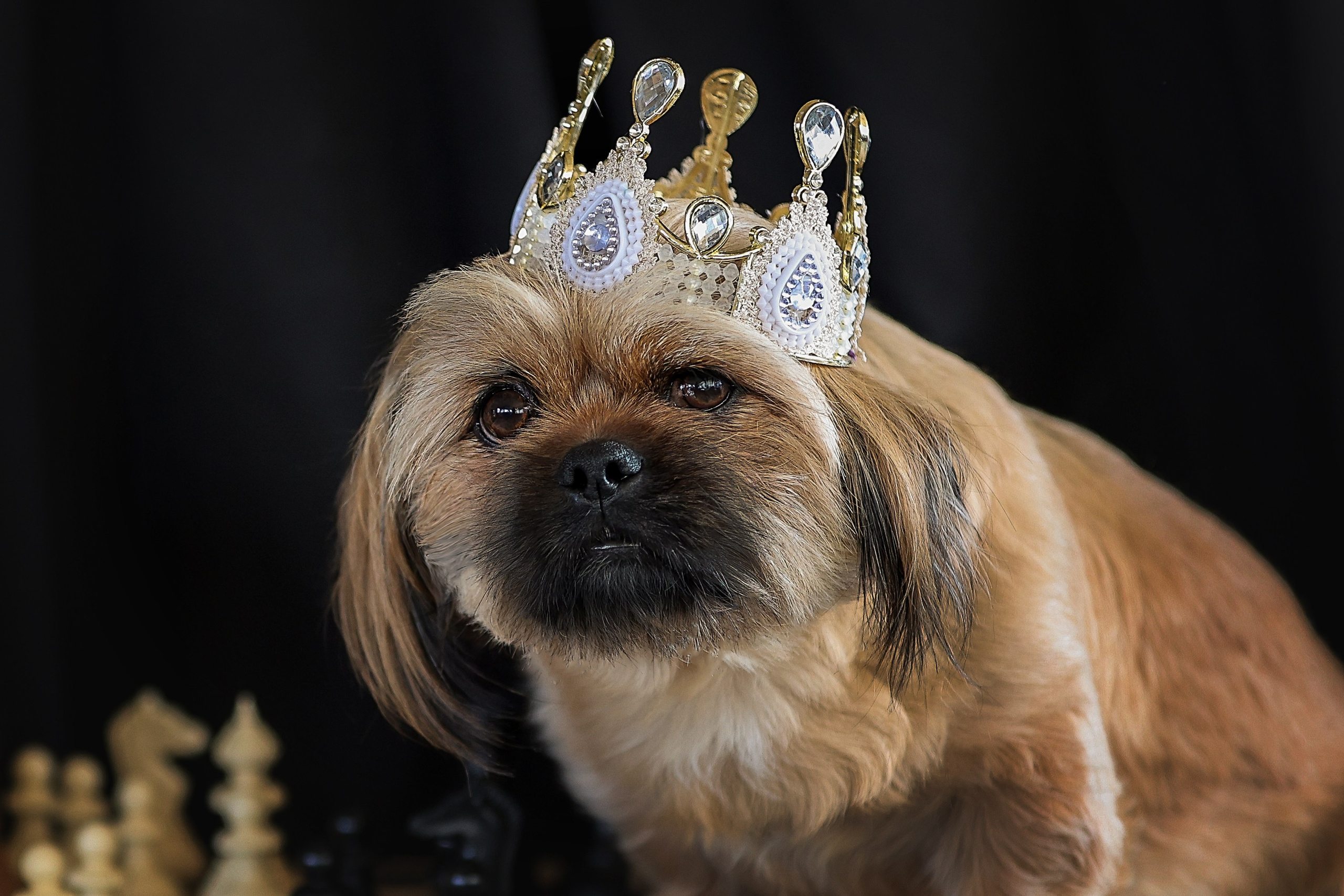 В СТУДИИ. Фотограф-АниМалист Анна Абрамова