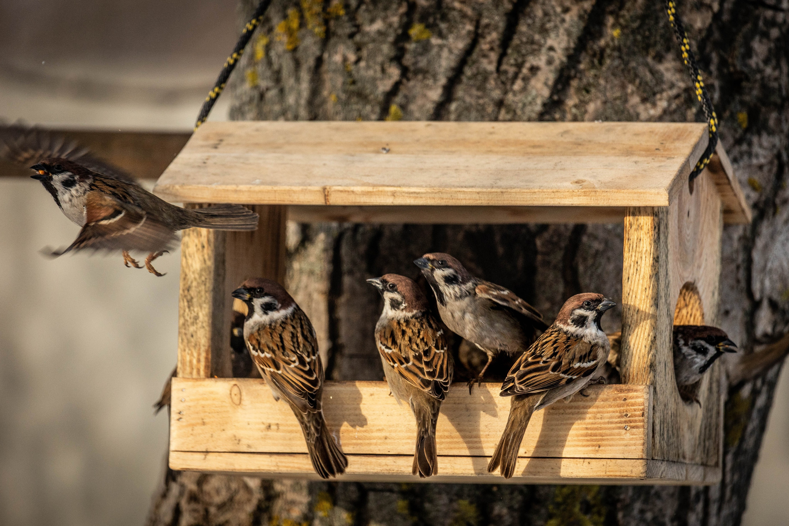 Дикий животный мир. Фотограф-АниМалист Анна Абрамова