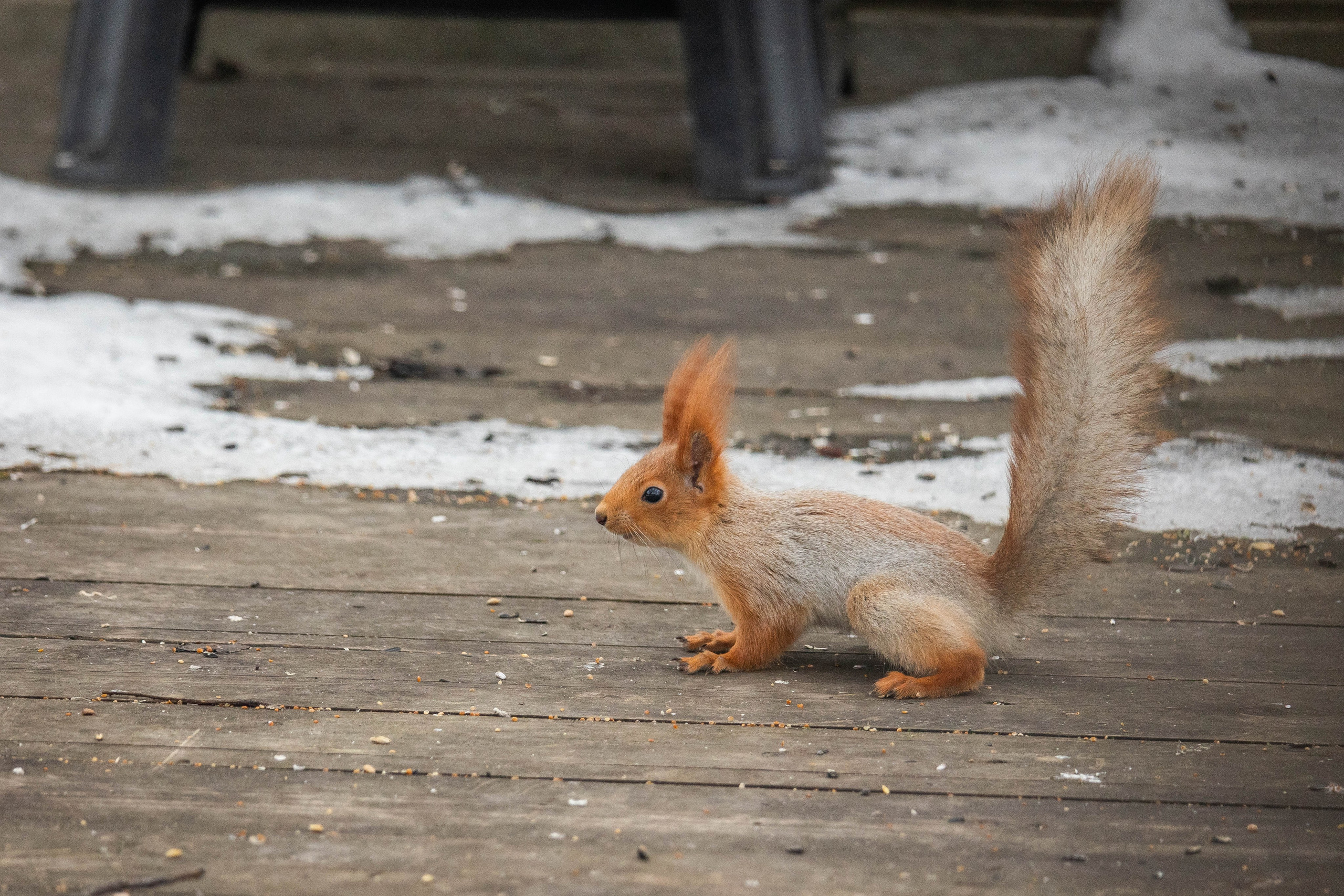 Дикий животный мир. Фотограф-АниМалист Анна Абрамова