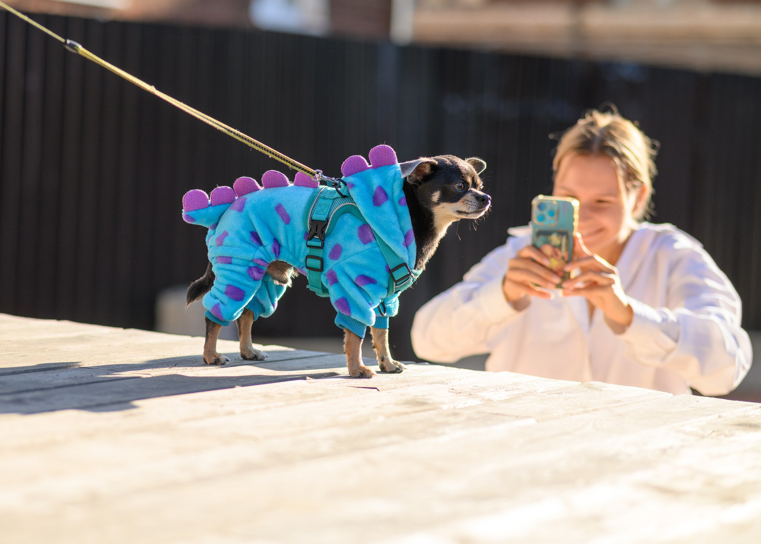 СобачийФест_РынокНаГоре_10082024. Фотограф Александр Данилов