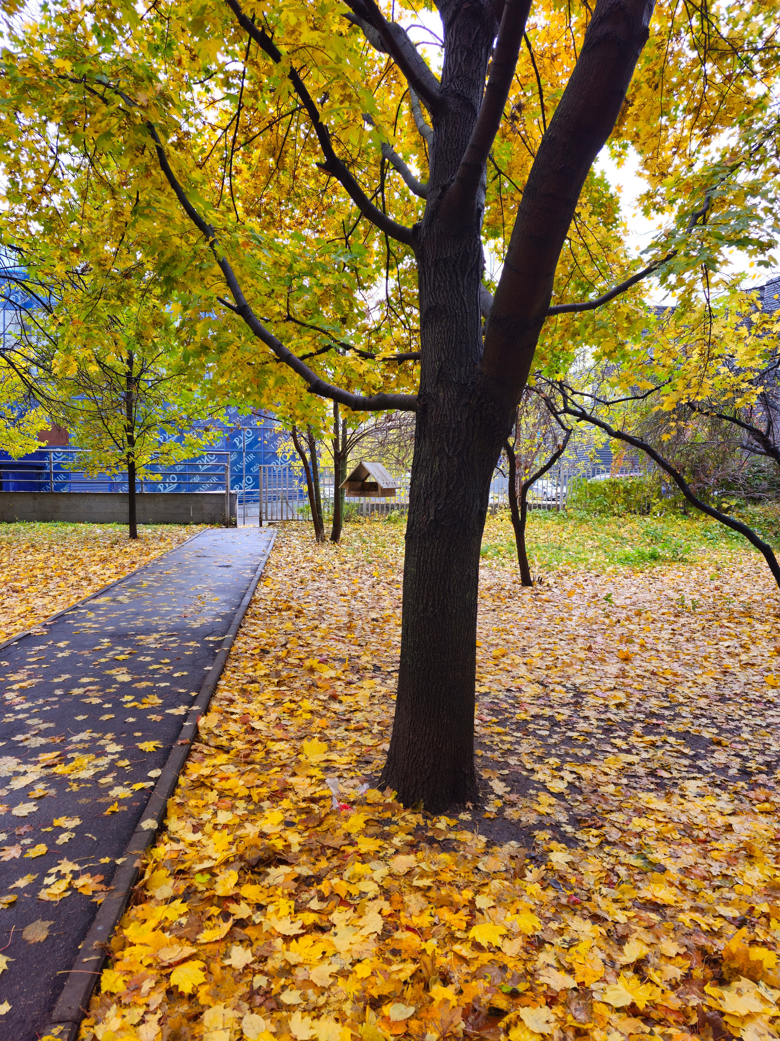 Осенняя Парковая Дорожка, Усыпанная Листьями. Парковая дорожка, усыпанная желтыми листьями, ведущая через поляну с осенним деревом на переднем плане.