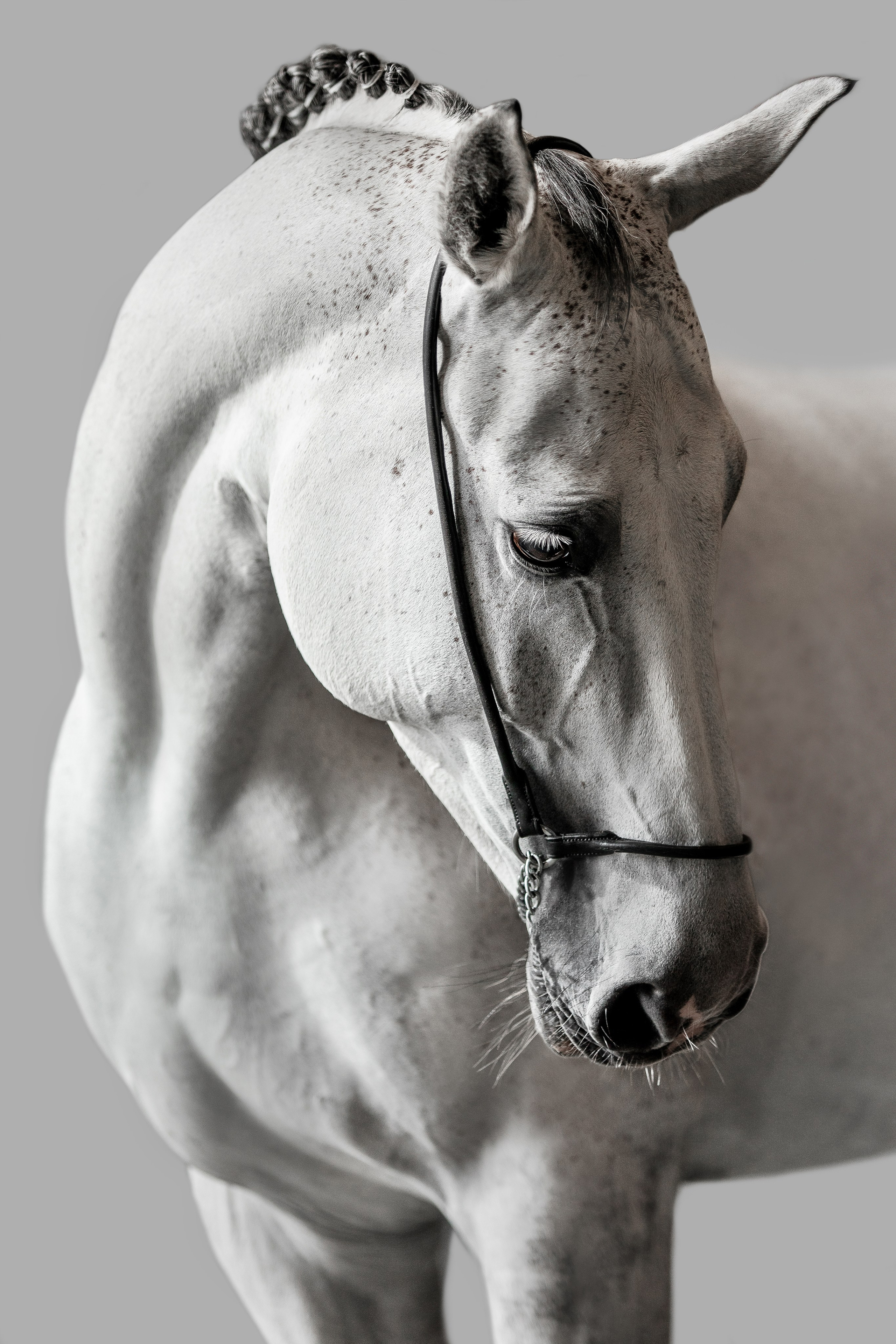 Конные портреты. Veronika Makeeva horse photo