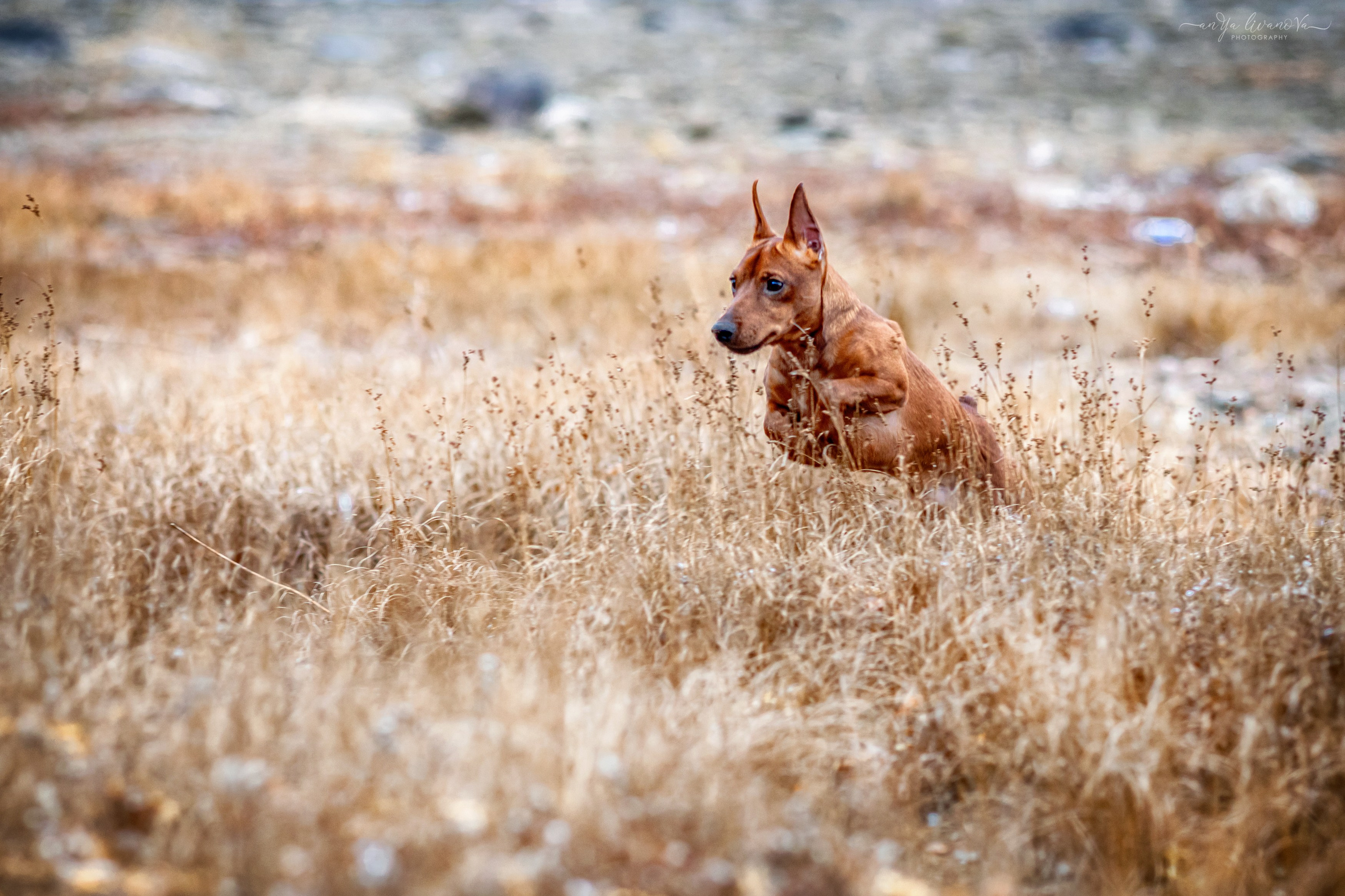 Пашка. Фотограф анималист Аня Ливанова | Рыбинск