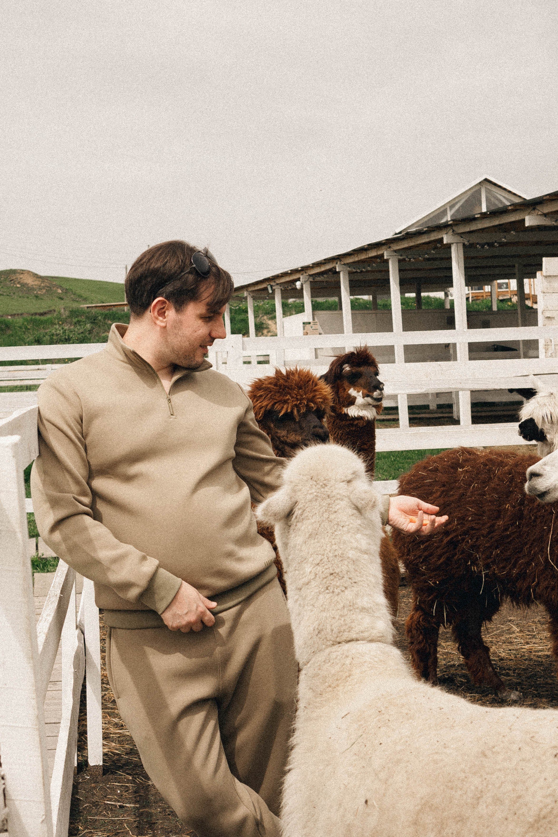 Ферма Альпак. Профессиональный фотограф, Санкт-Петербург — Виктория Богомолова
