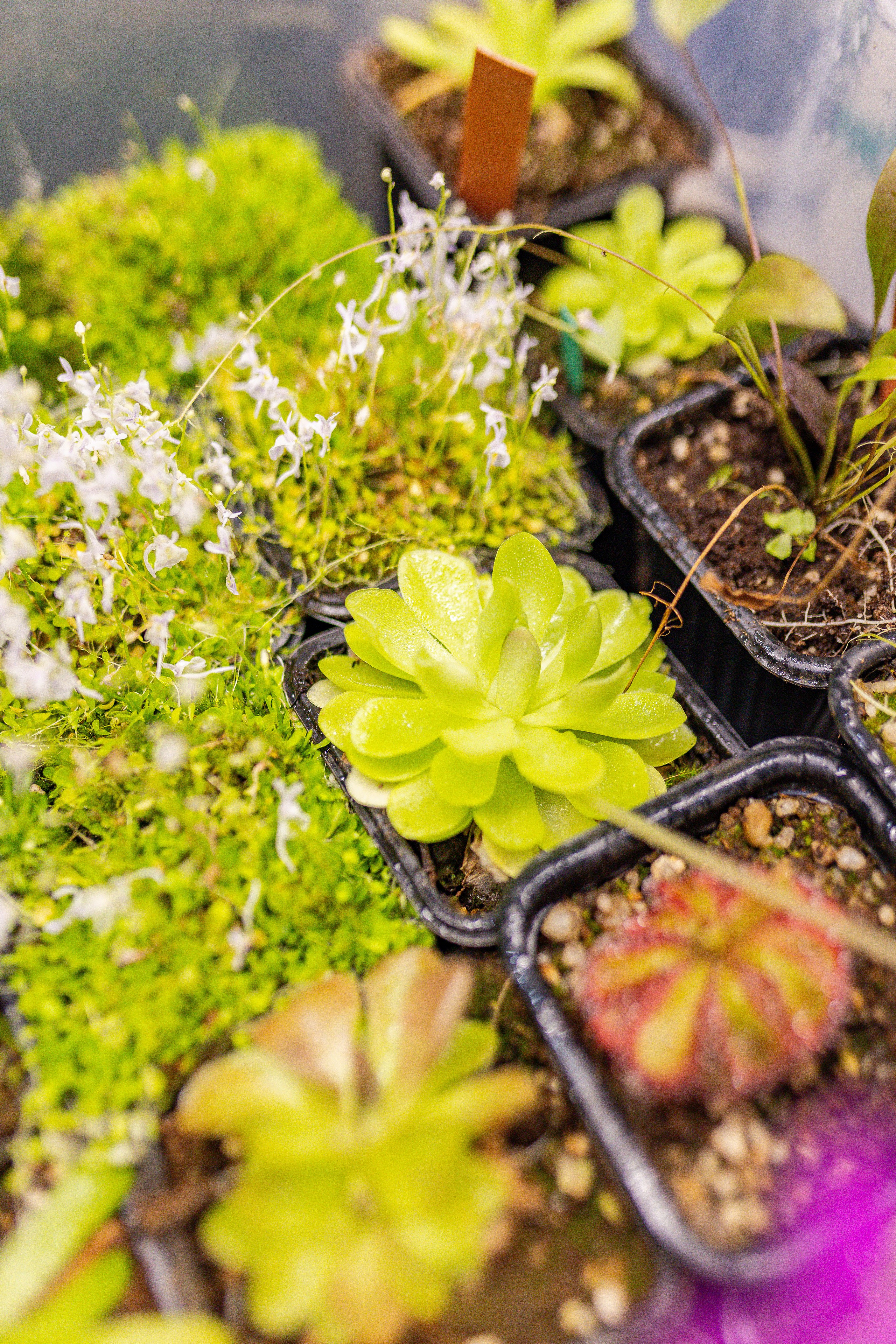 Монстериум апрель 2026. Александра Куликова фотограф, Москва