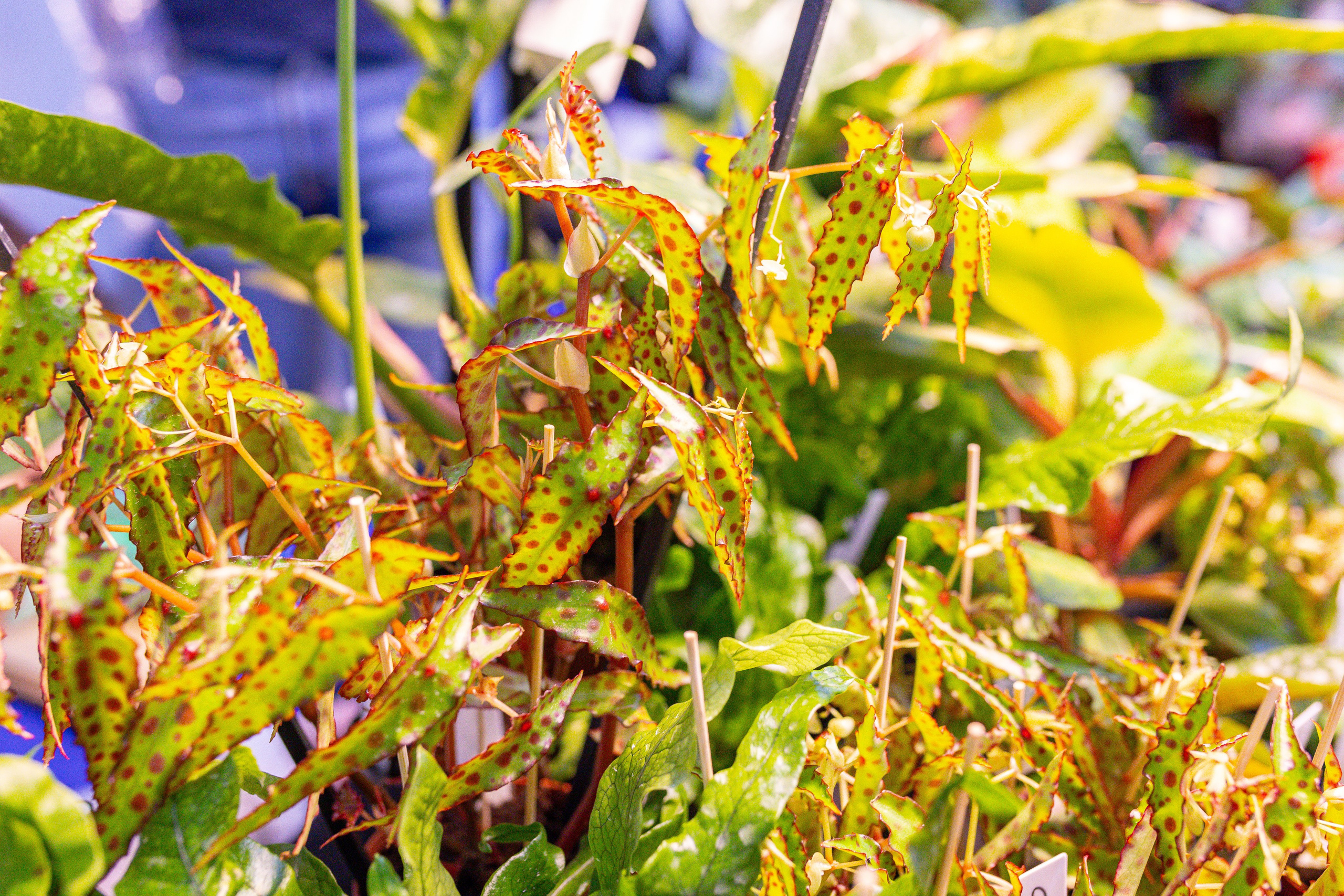 Монстериум 11–12 октября. Александра Куликова фотограф, Москва