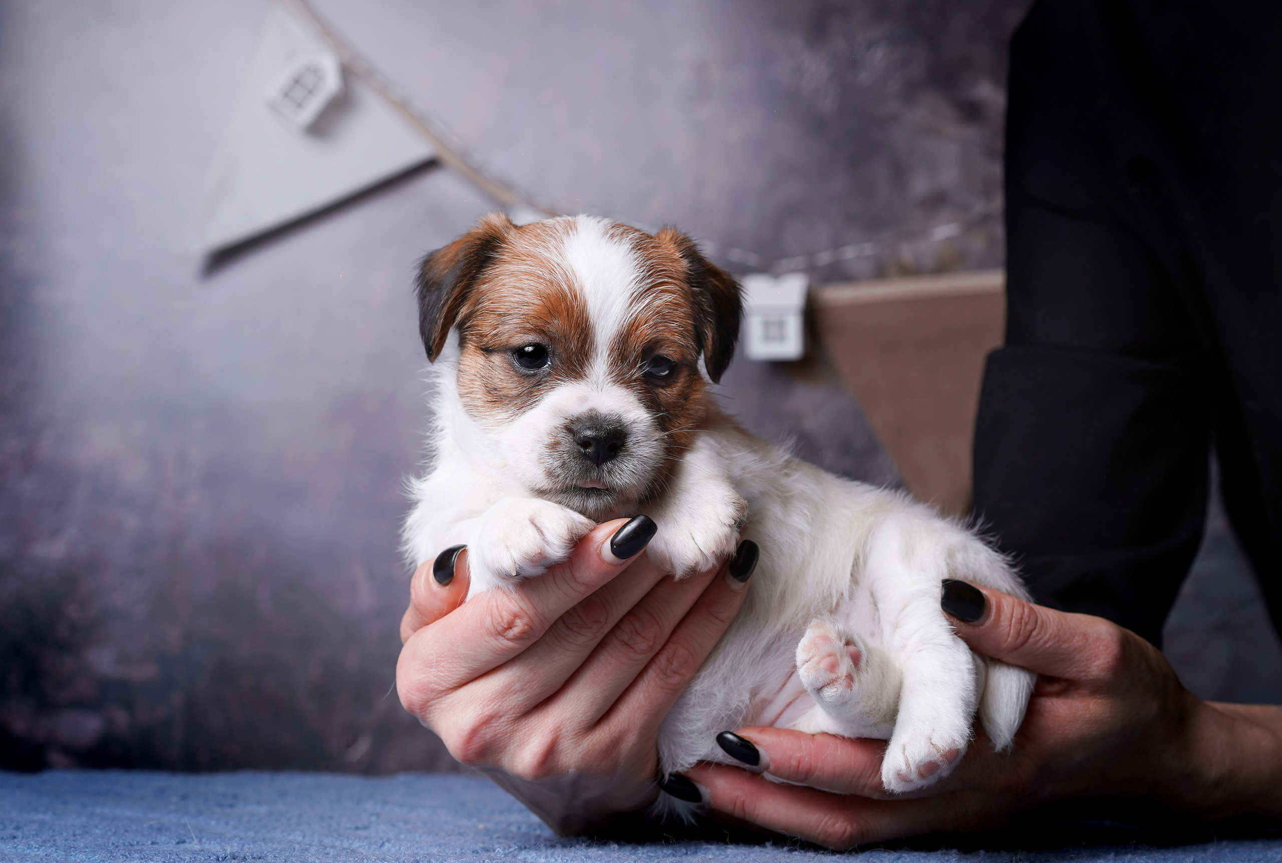 Щенули джек-рассела. Фотограф-анималист в Санкт-Петербурге Яна Мартынова