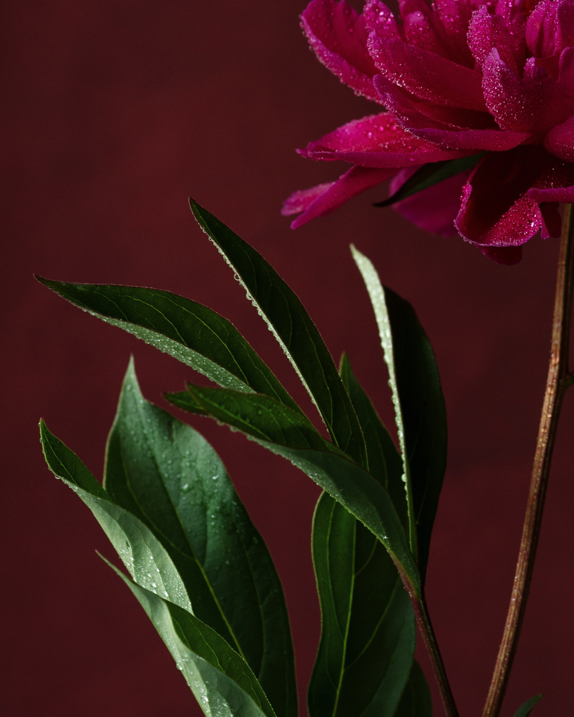 Royal Bloom. Author’s fine art prints with international delivery