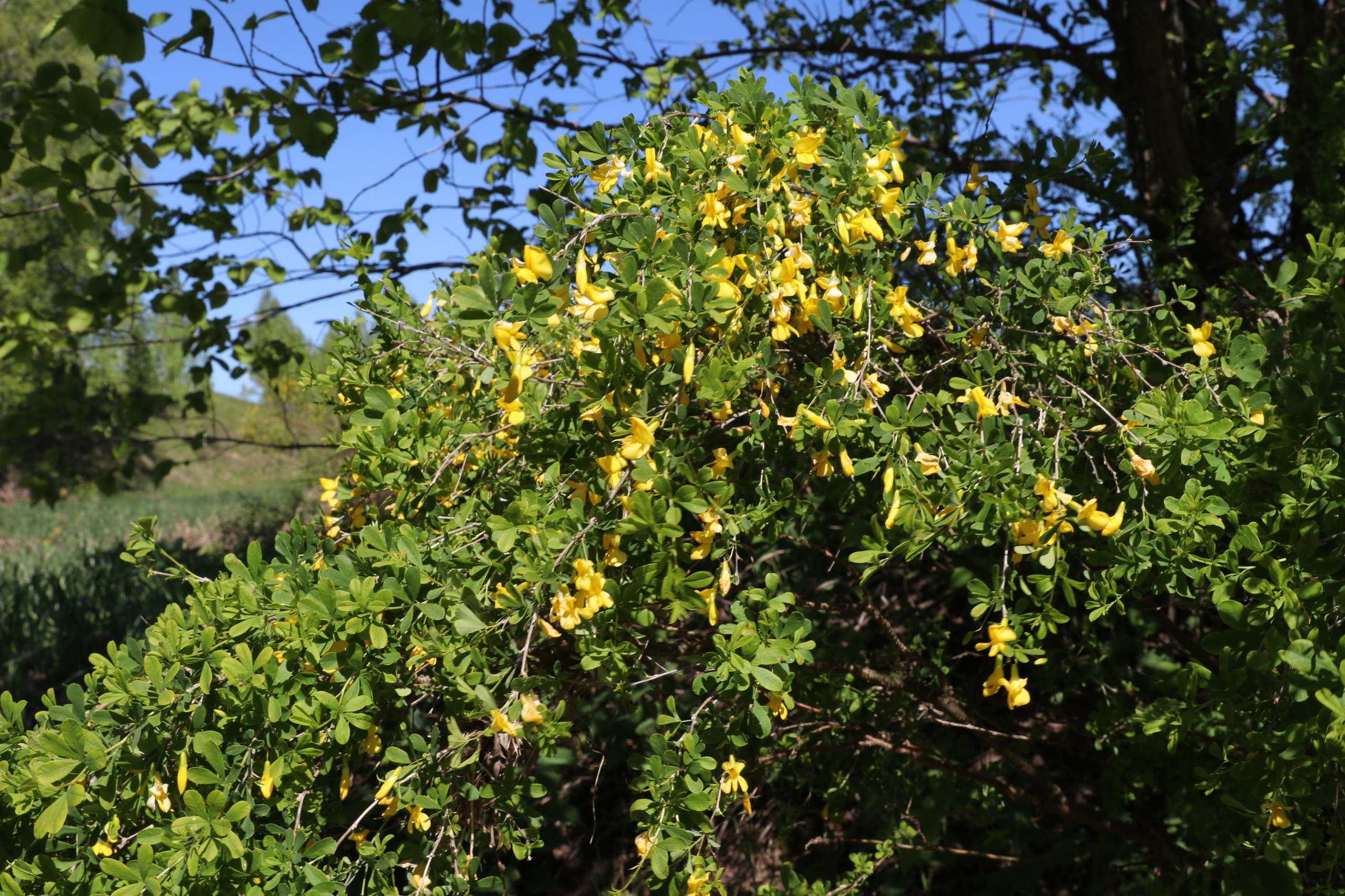 Велопоход Уфа — Мелеуз. Май 2024. Путешественник-фотограф из Санкт-Петербурга Татьяна Свистулина