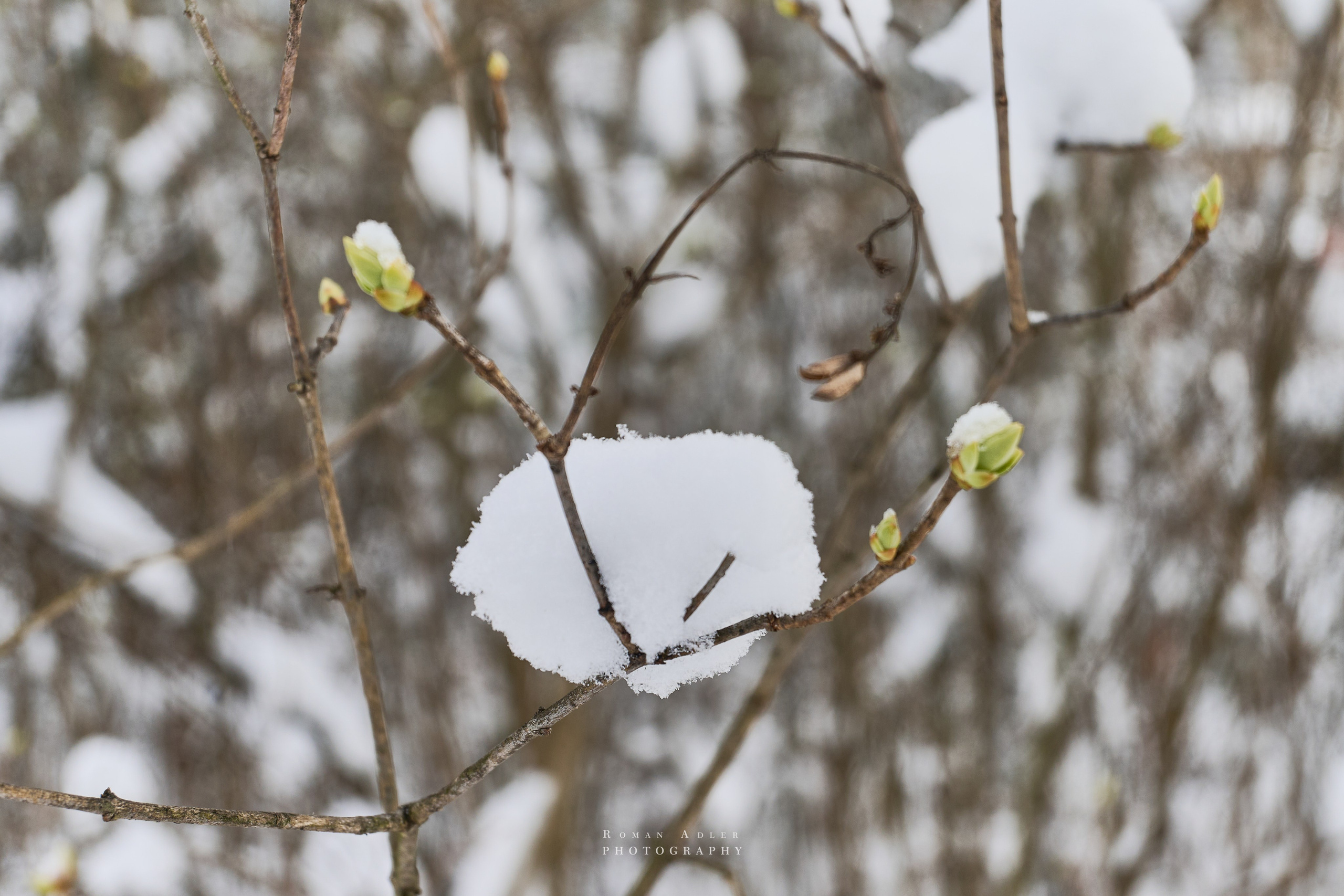 Апрельский снег. Москва 2025. Фотограф Роман Адлер