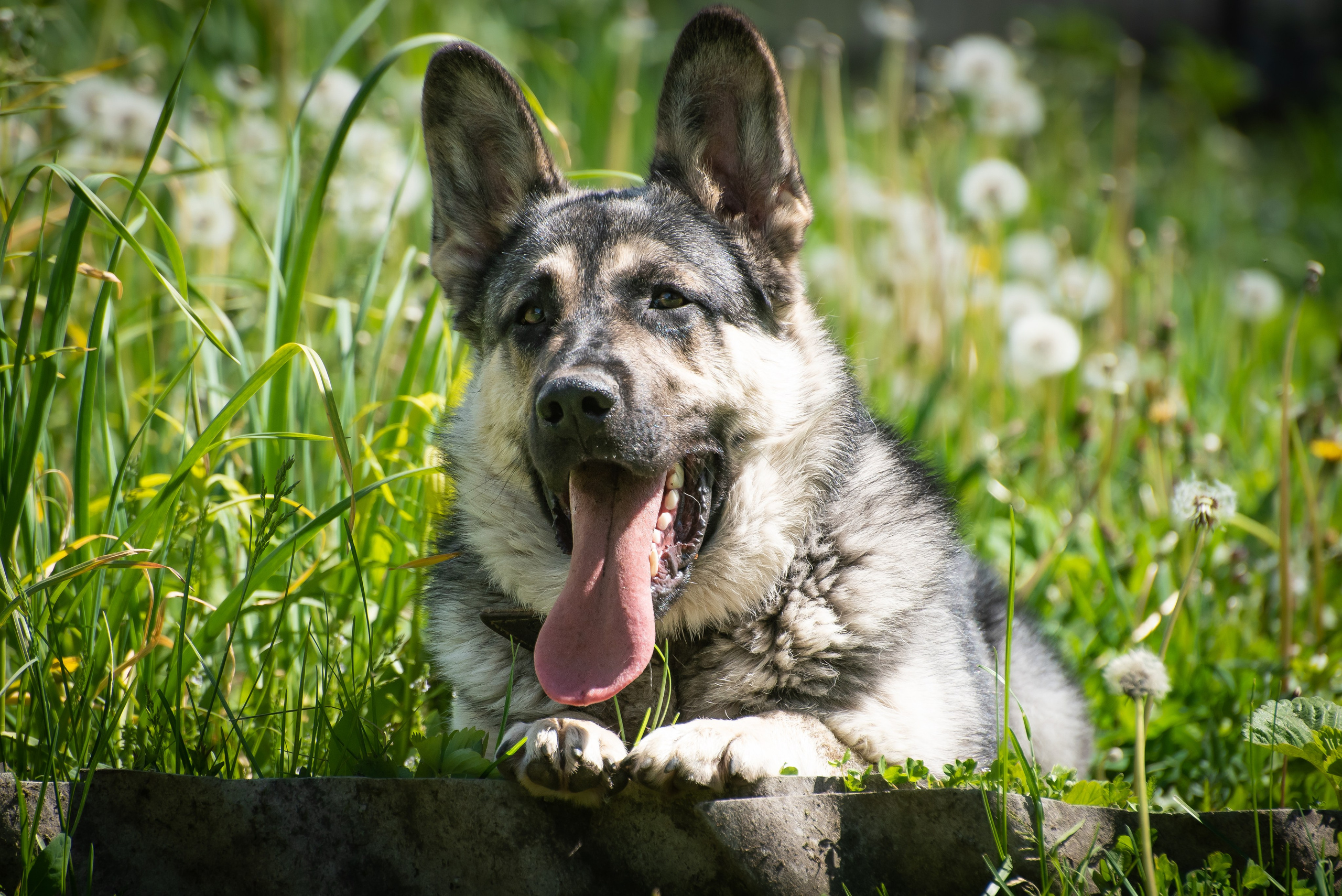 Фотосессия на даче для собак. Фотограф Макс Огурцов в Нижнем Новгороде