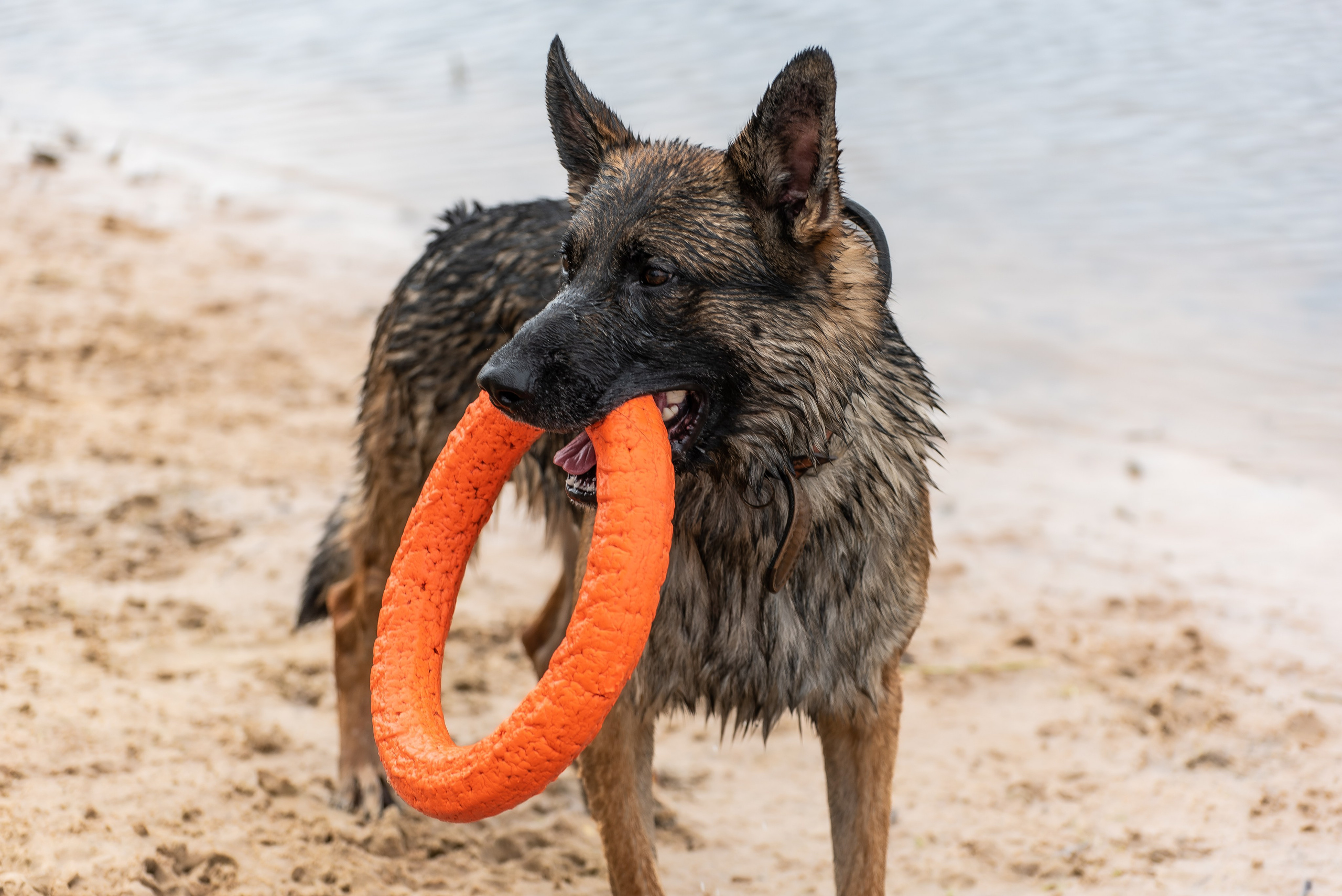 Хвостатые каникулы Детский кинологический лагерь. Фотограф Макс Огурцов в Нижнем Новгороде