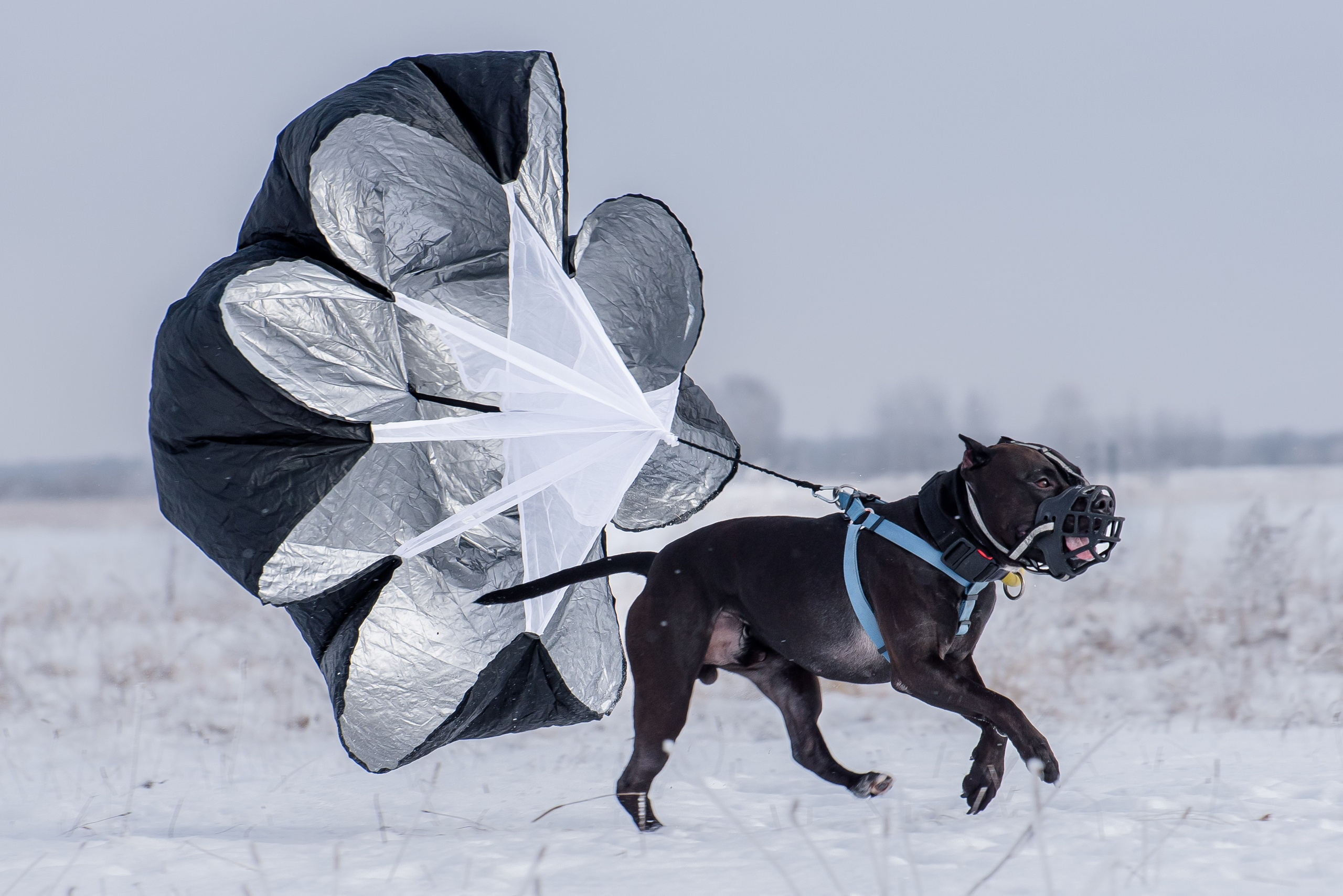 Бега за механической приманкой (Курсинг). Фотограф Макс Огурцов в Нижнем Новгороде