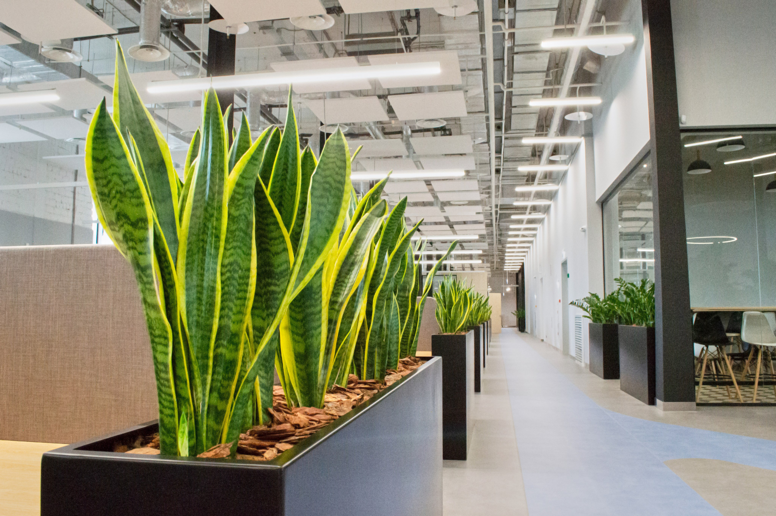 Озеленение ГК Techo. Фото и видео съемка в Сочи Адлере Красной поляне