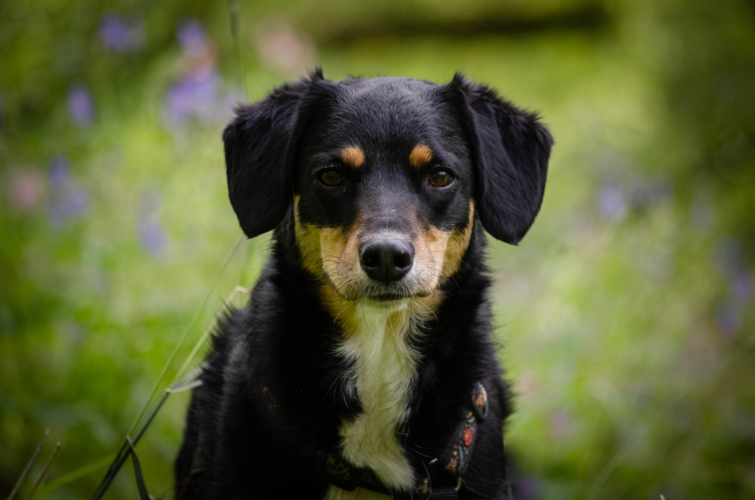 Том и Тося. Фотограф Светлана Блинова, Москва и Московская область