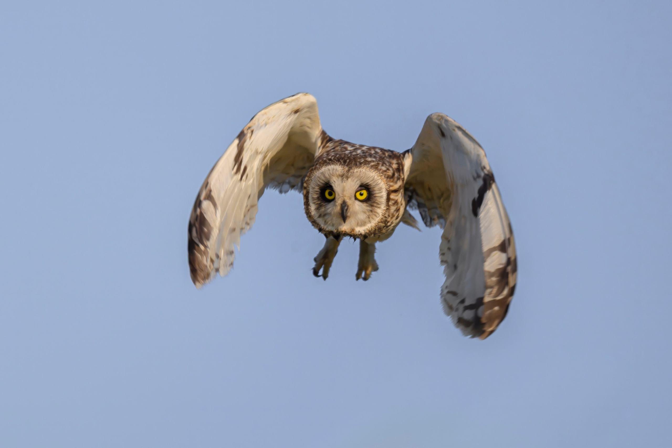 Совы и веретенники. Фотограф Сергей Пупонин