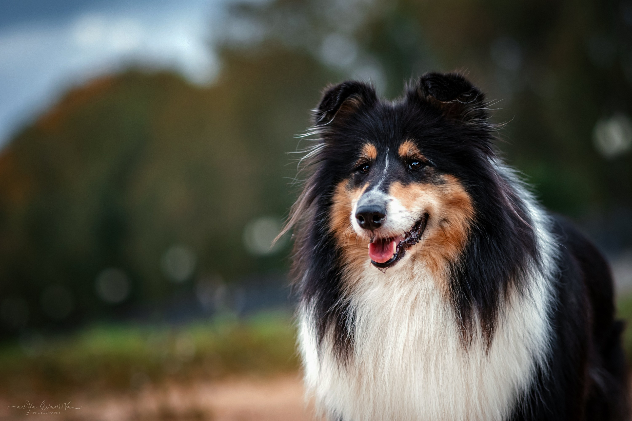 Оля и Вива. Фотограф анималист Аня Ливанова | Рыбинск