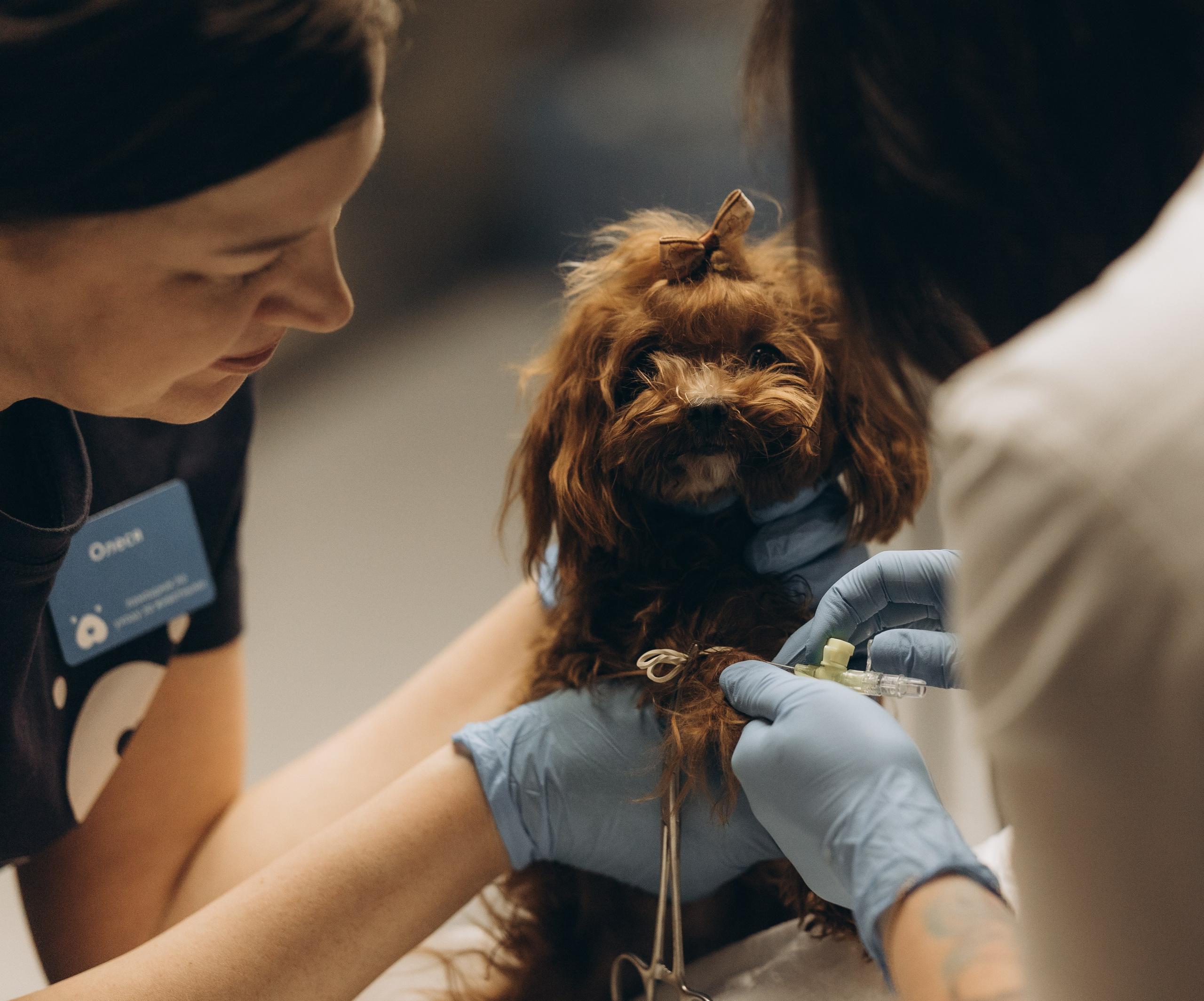 VetLife. Татьяна Афонина | Фотограф