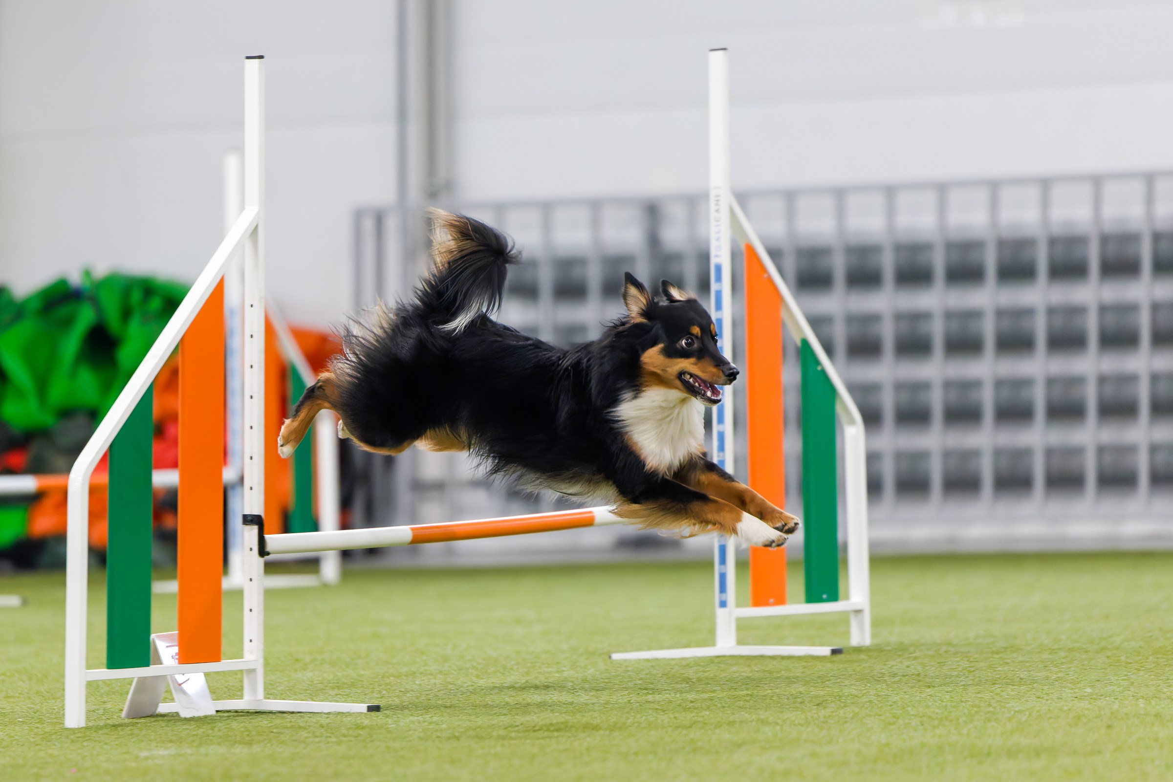 День рождения Пёсбурга — февраль 2025. Irenephoto.ru