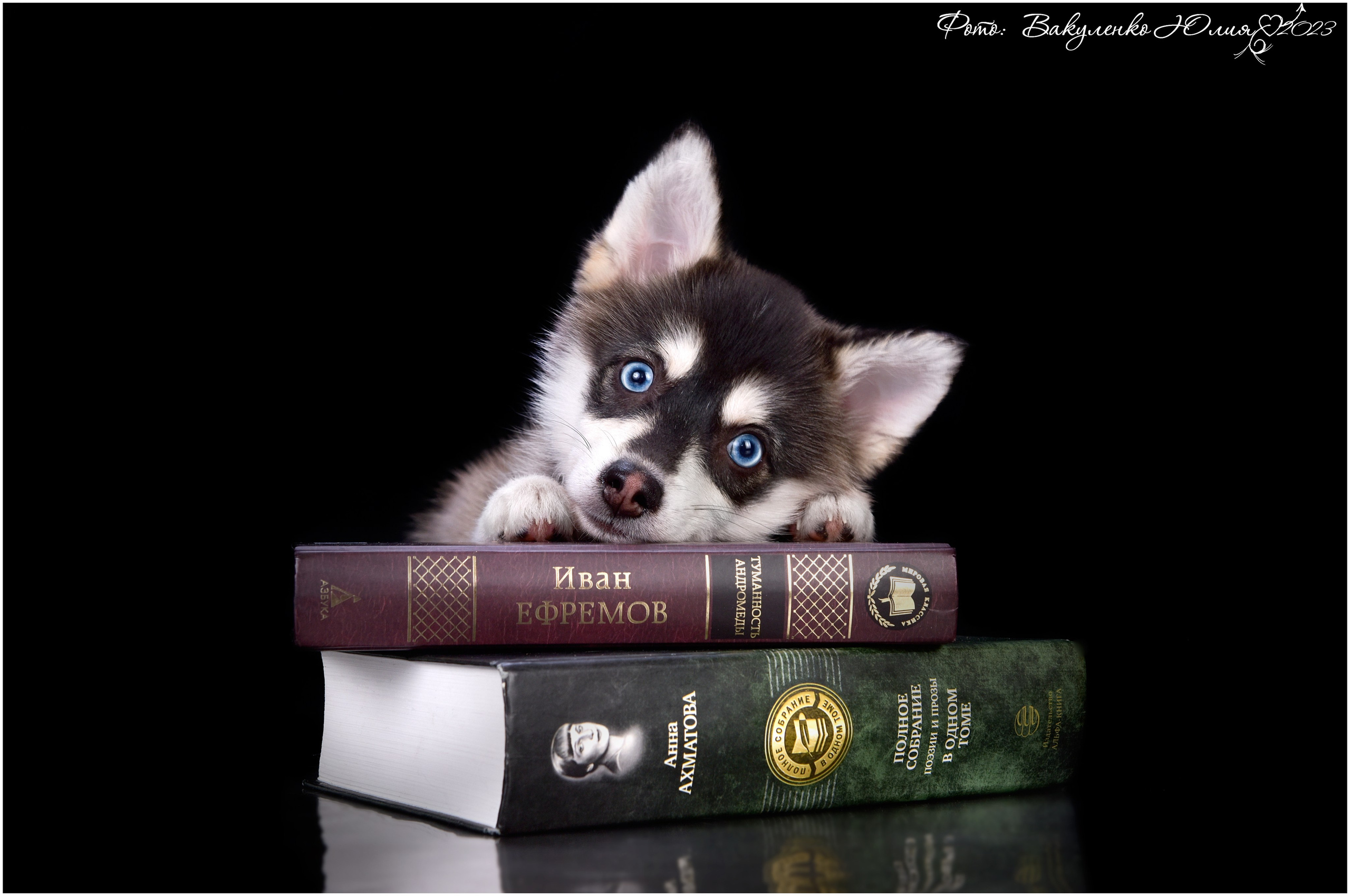 Студийная съемка. Фотограф анималист | семейный Юлия Вакуленко, г. Краснодар