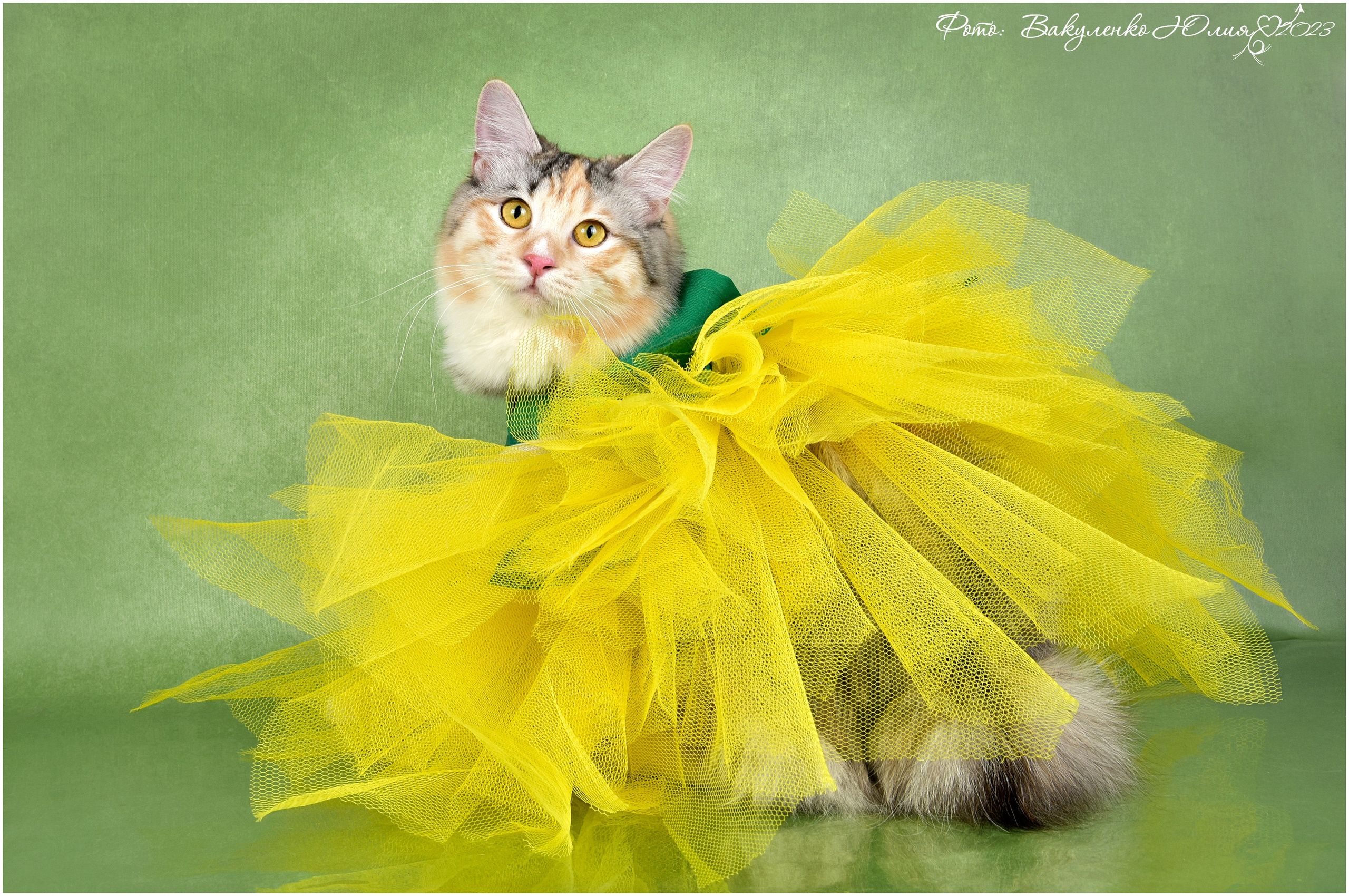 Взрослые. Фотограф анималист | семейный Юлия Вакуленко, г. Краснодар