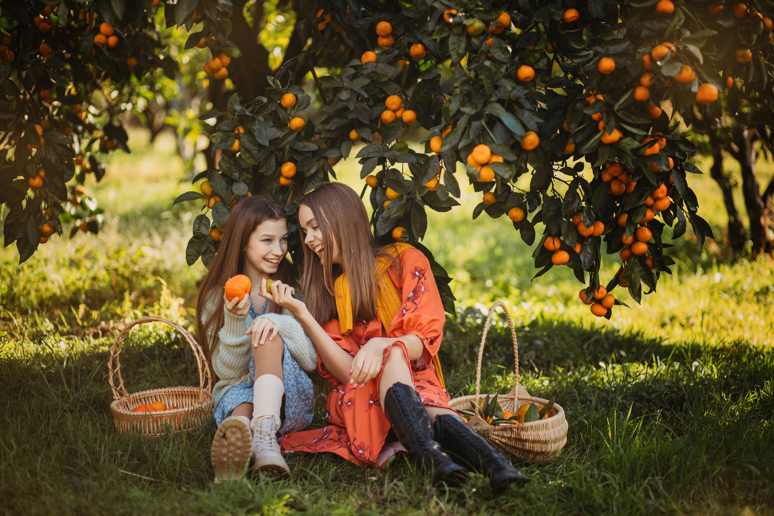 Мандариновая роща. Фотограф Сочи Татьяна Зорина