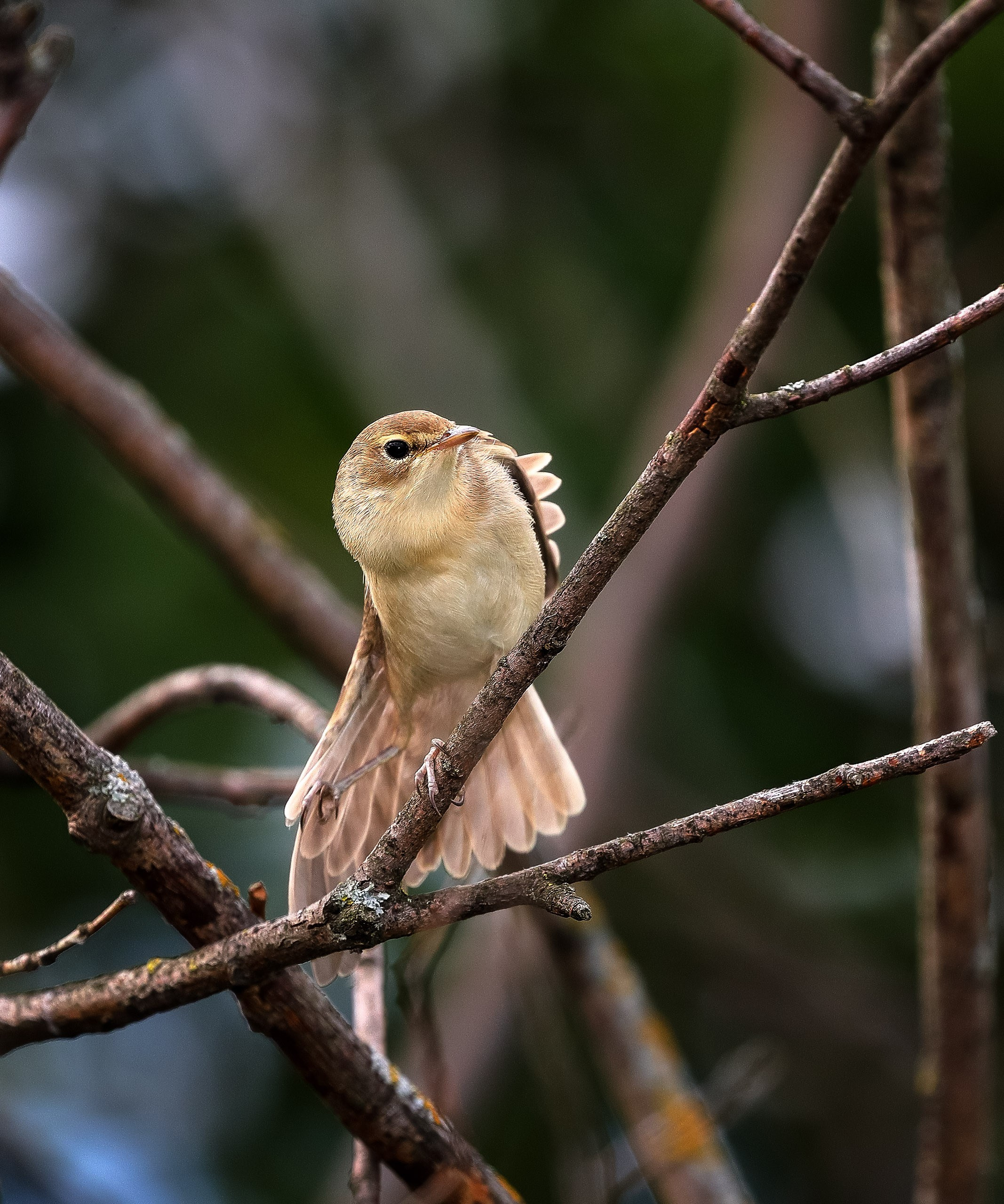 Зелёная пересмешка