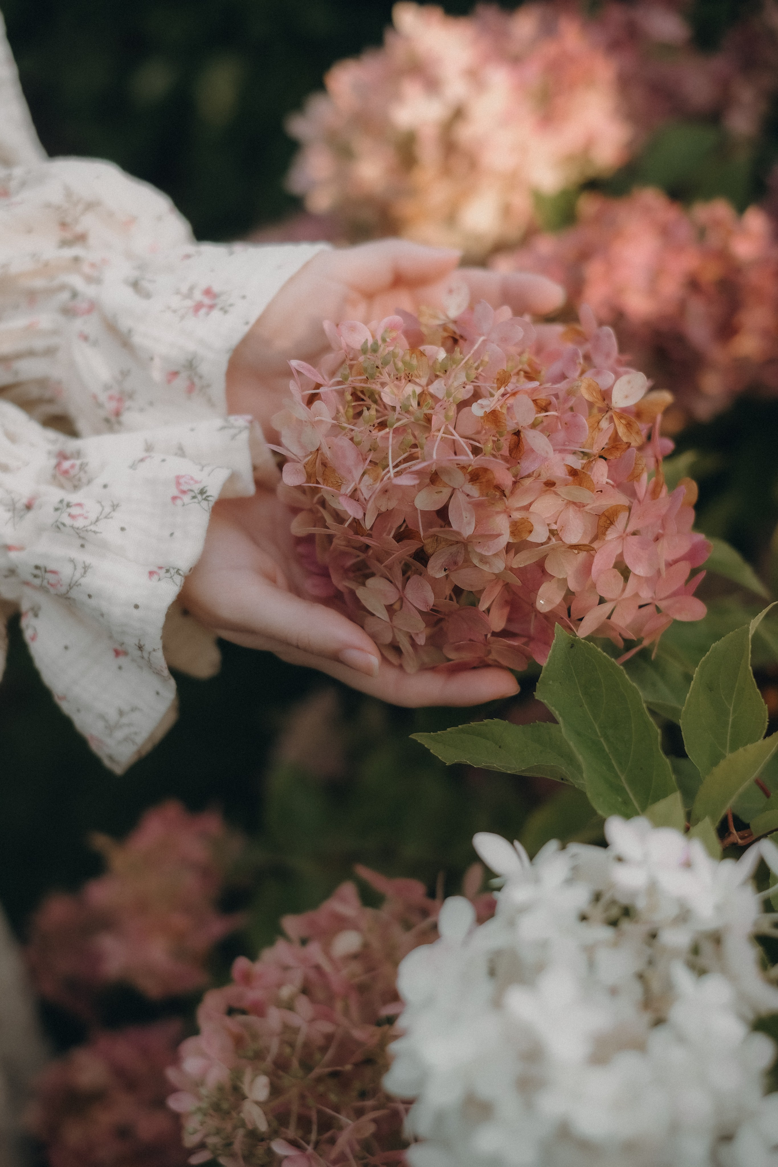 Утро в гортензиях. Свадебный и семейный фотограф в Москве Инника Кетлер