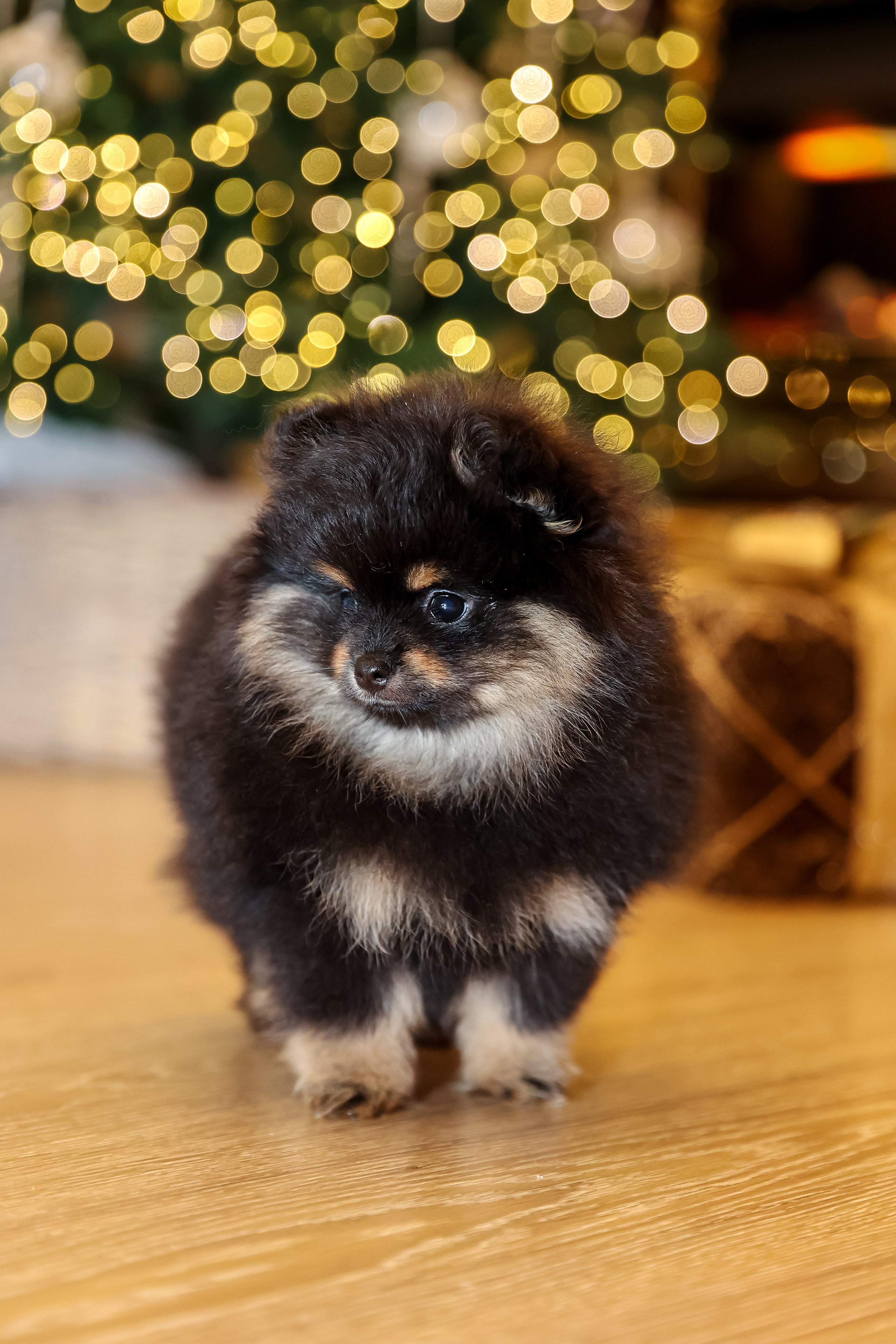 Съемка щенков шпица. Фотограф — Татьяна Кириллова, г. Санкт-Петербург