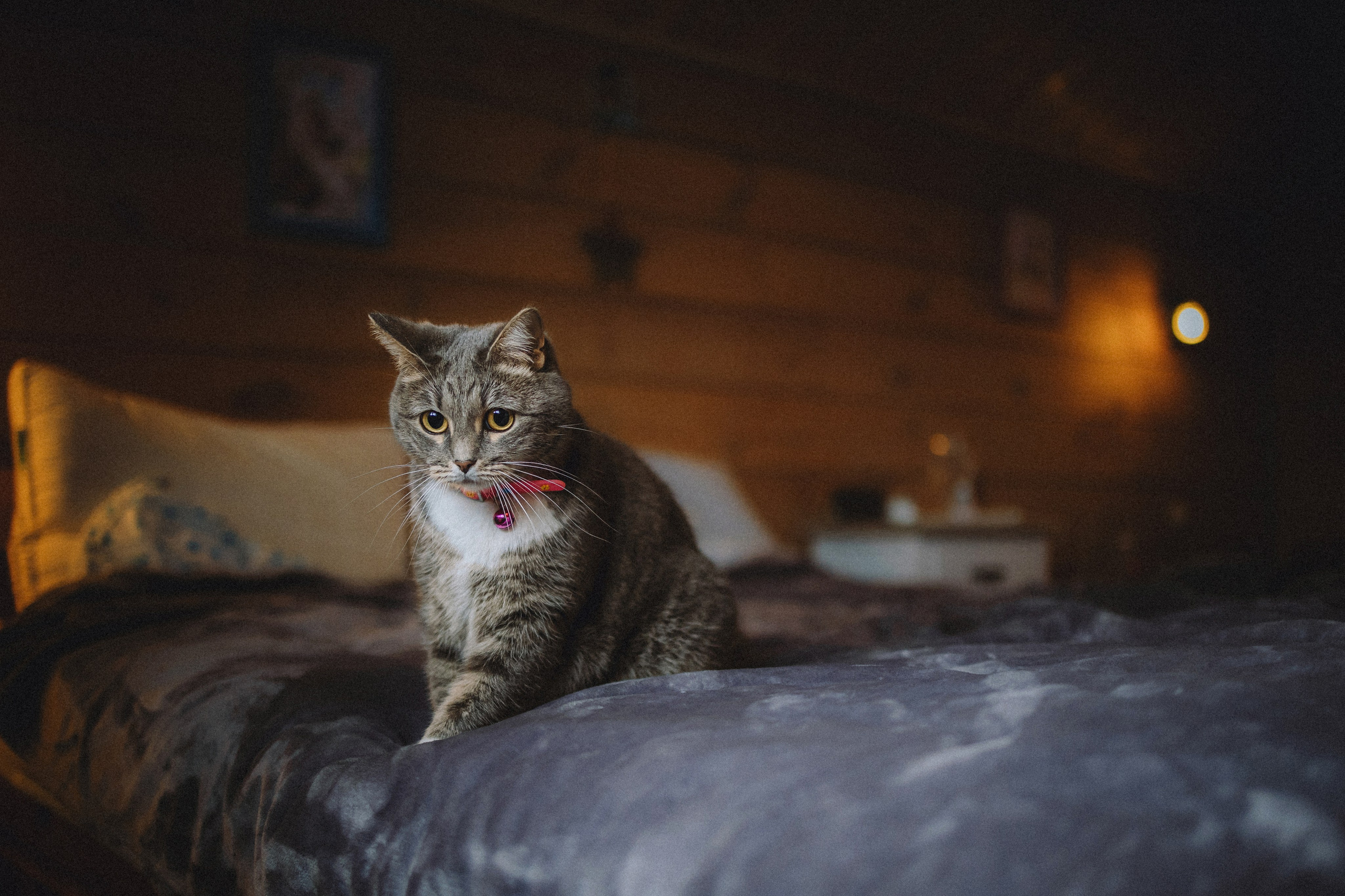 Леброн, Муся и их семья