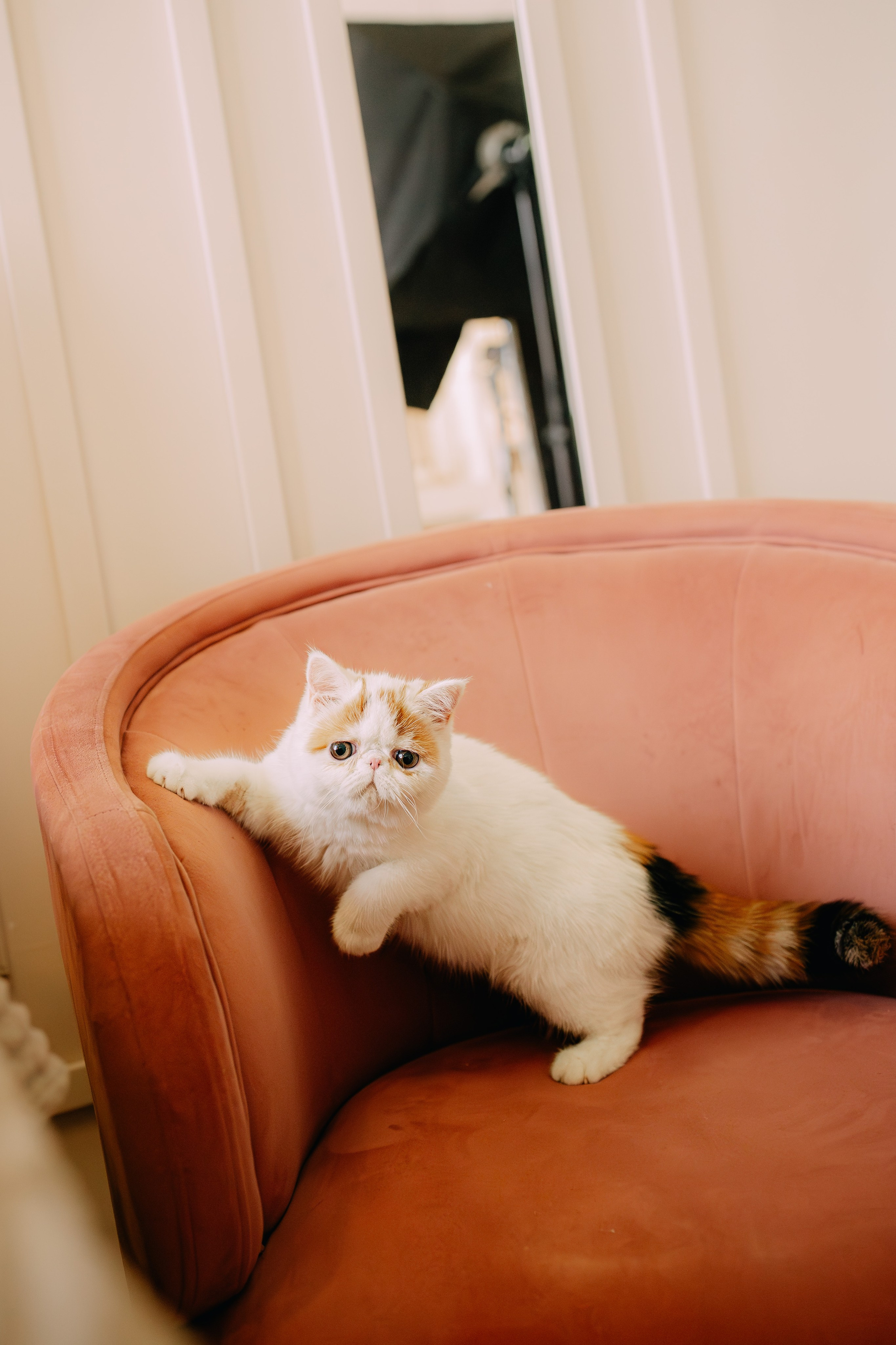 Султан, Мэй Мэй и Шанталь и их семья