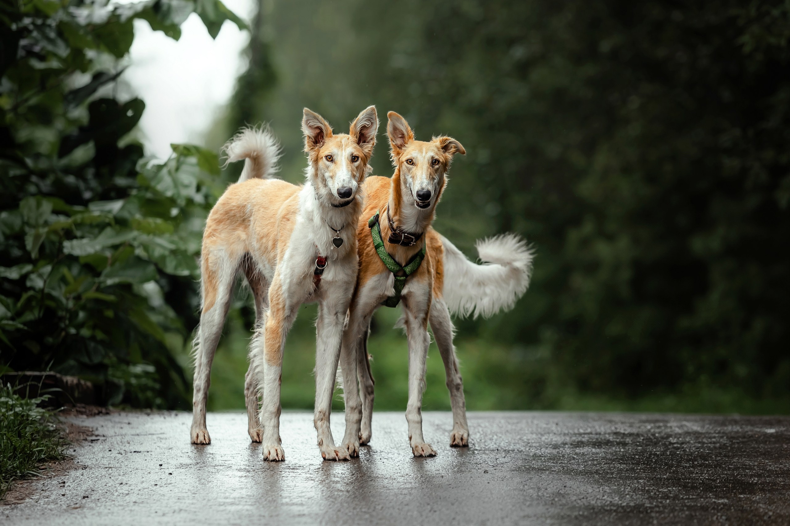 Как я выбираю, на какой объектив снимать животных?
