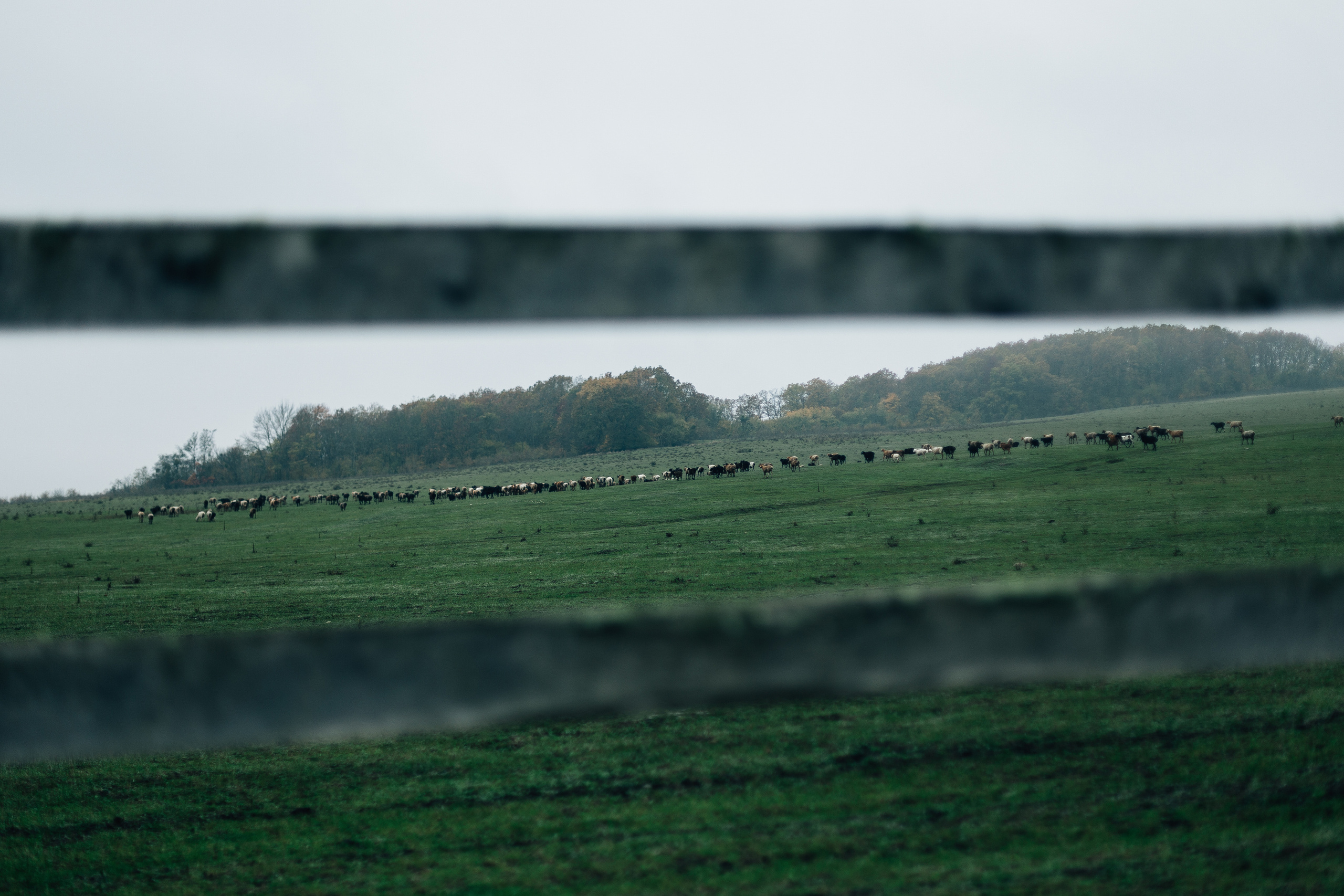 Александр и Елена. Свадебный фотограф в Краснодаре