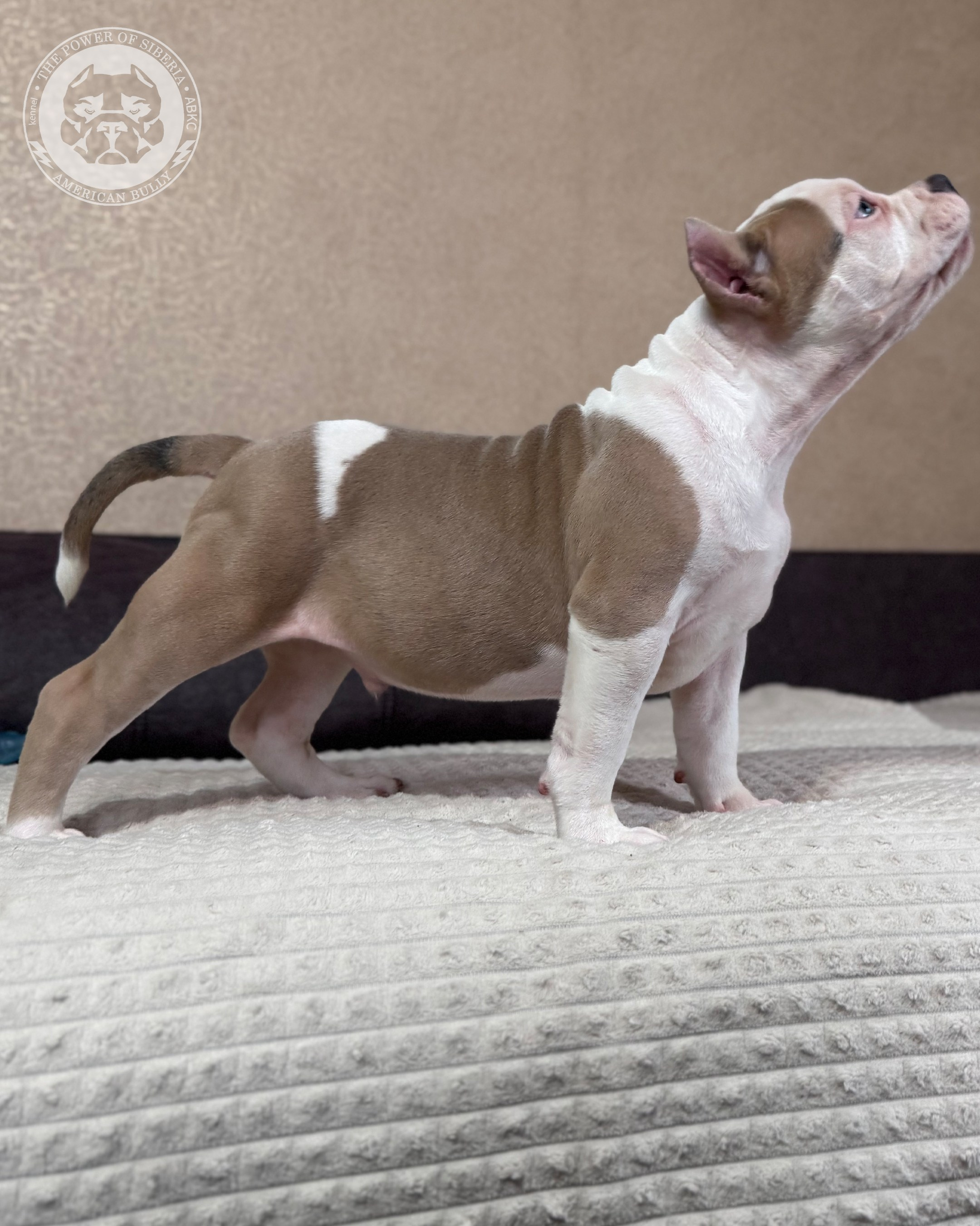 13.12.25-Мия-Турук. Американский Булли в г. Ростов-на-Дону. Питомник THE POWER OF SIBERIA