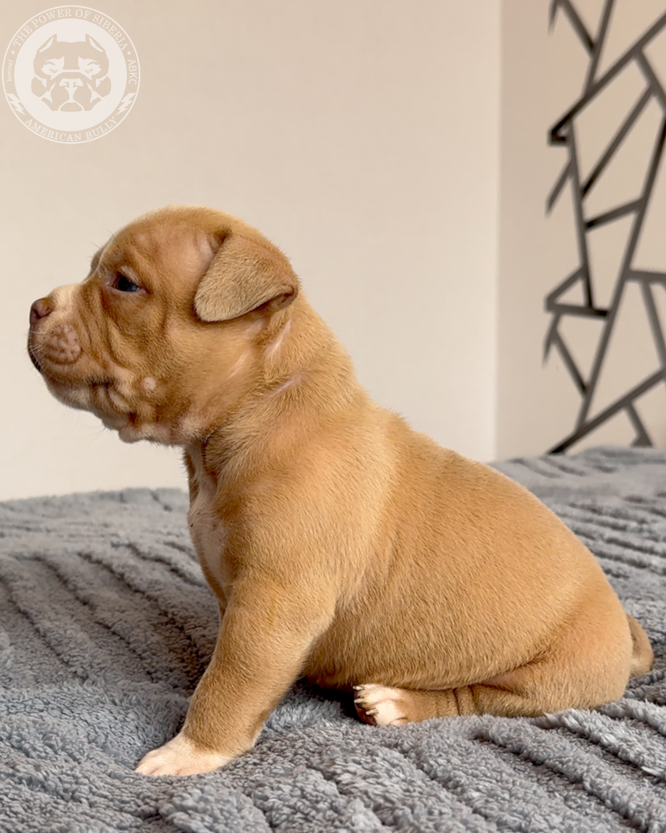 Свободные щенки Американский Булли стандарт и Свободные щенки Американский Булли классик. Американский Булли в г. Ростов-на-Дону. Питомник THE POWER OF SIBERIA