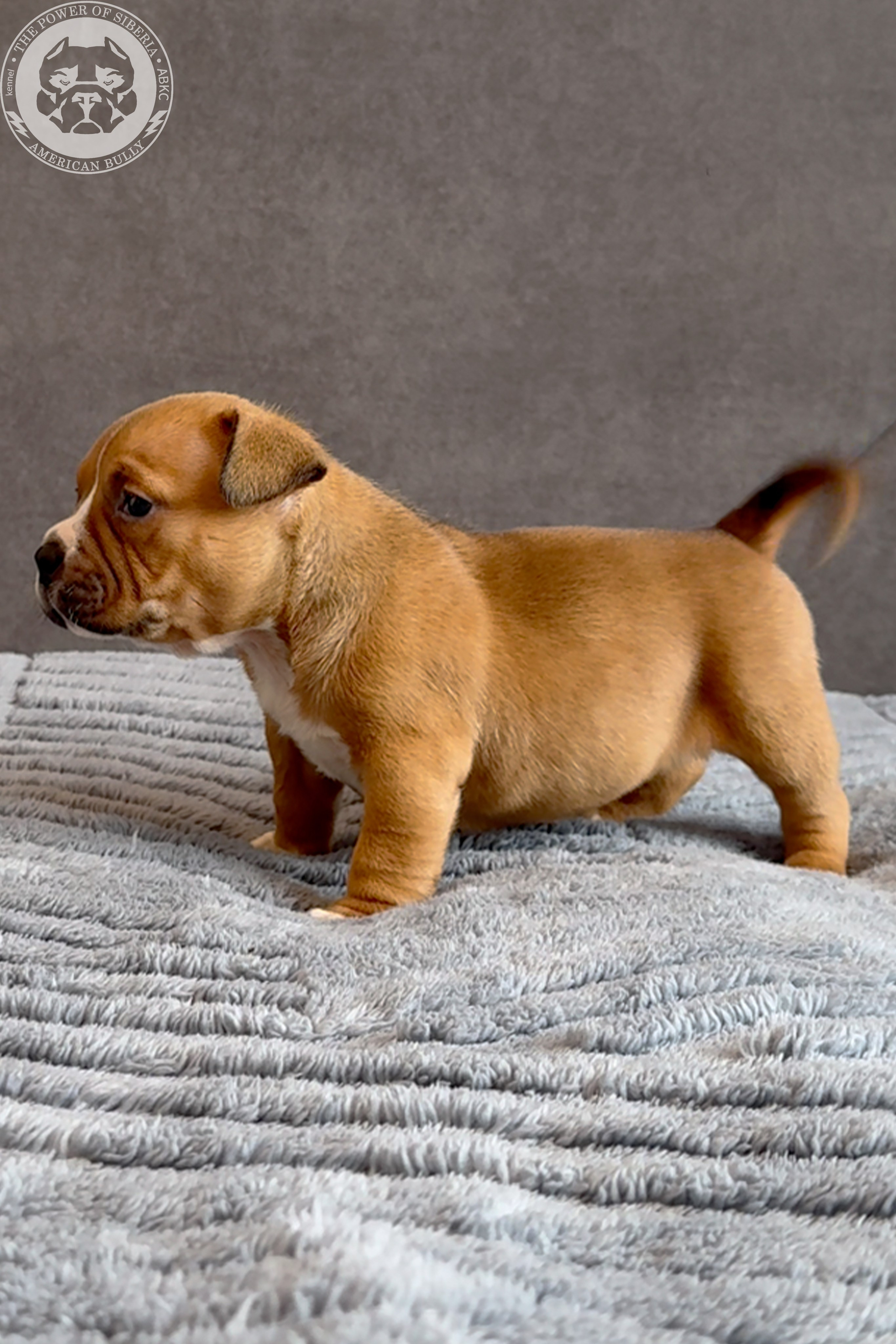 Свободные щенки Американский Булли, в типах покет, классик, стандарт. Американский Булли в г. Ростов-на-Дону. Питомник THE POWER OF SIBERIA