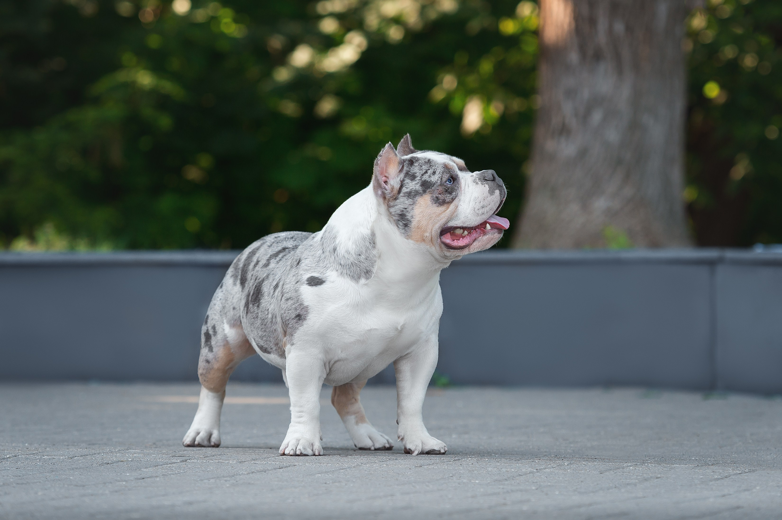 Июньские фотографии Каспера. Американский Булли в г. Ростов-на-Дону. Питомник THE POWER OF SIBERIA