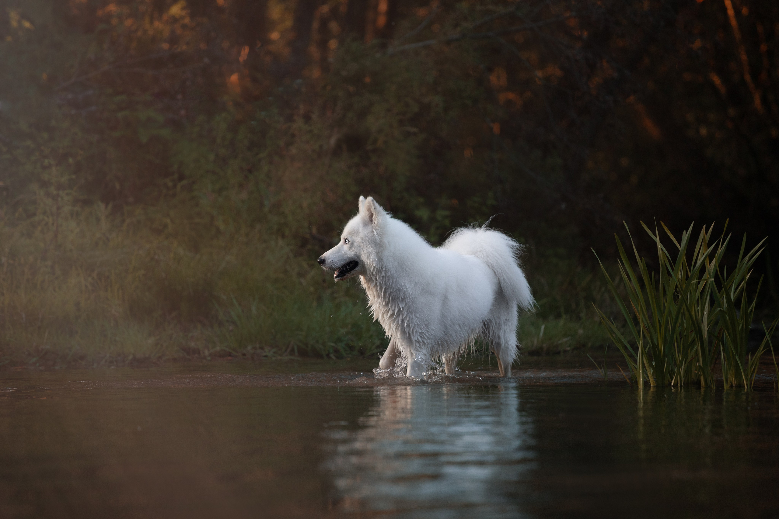 Фотосъёмка собак. Семейный и анималист фотограф в Переславле Анастасия Гусева